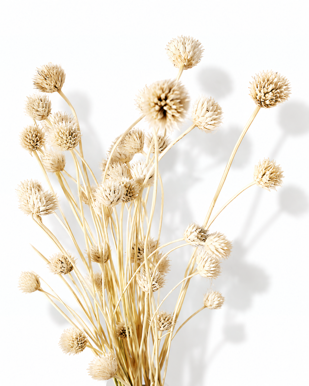 Naturally dried ivory Cephalaria flower stems with delicate button heads arranged in a minimalist bouquet.
