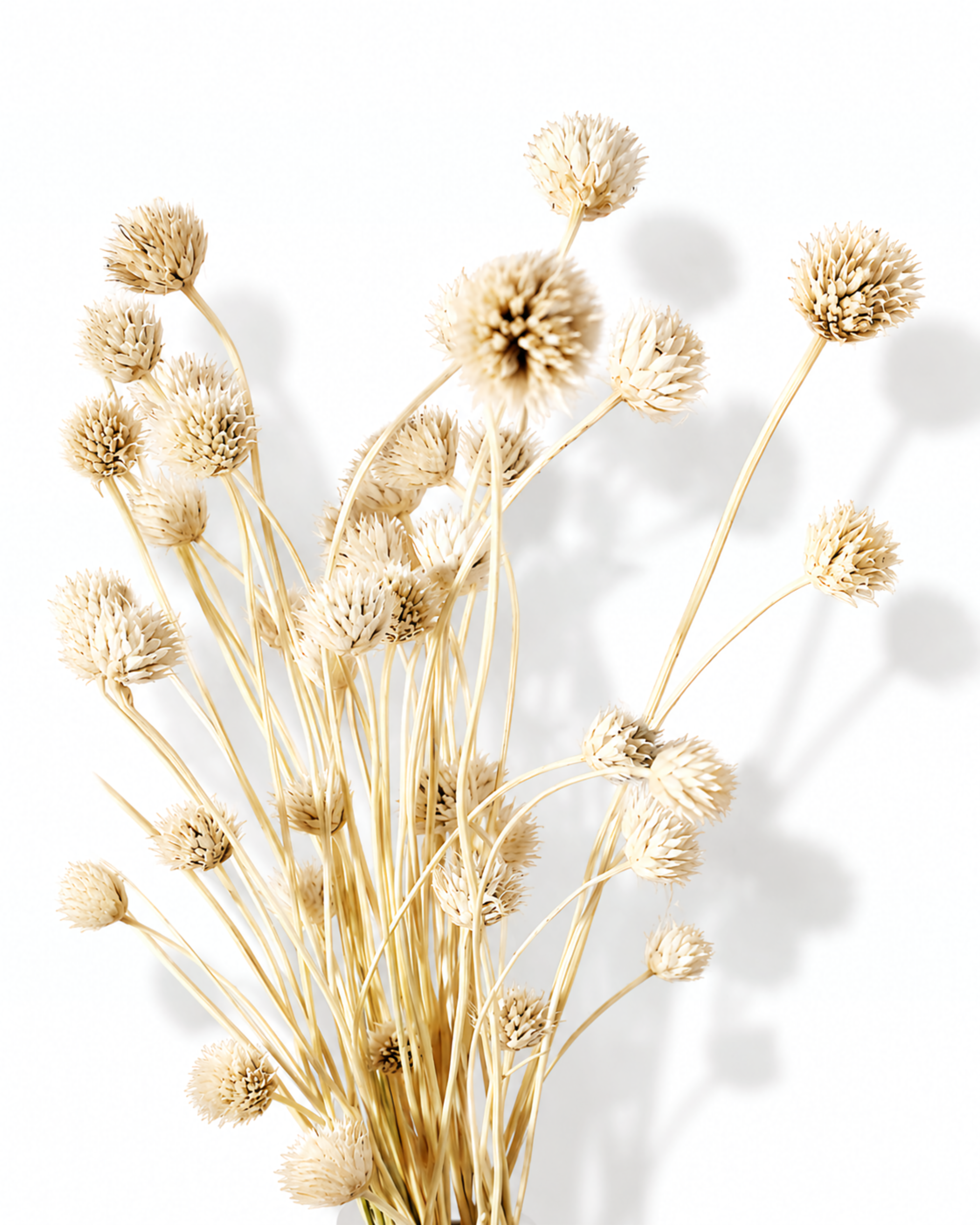 Naturally dried ivory Cephalaria flower stems with delicate button heads arranged in a minimalist bouquet.
