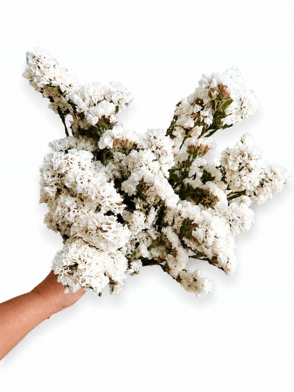 Naturally air-dried crisp white Statice flower stems, 45-50cm height, 100g wholesale bundle for wedding flower arrangements.
