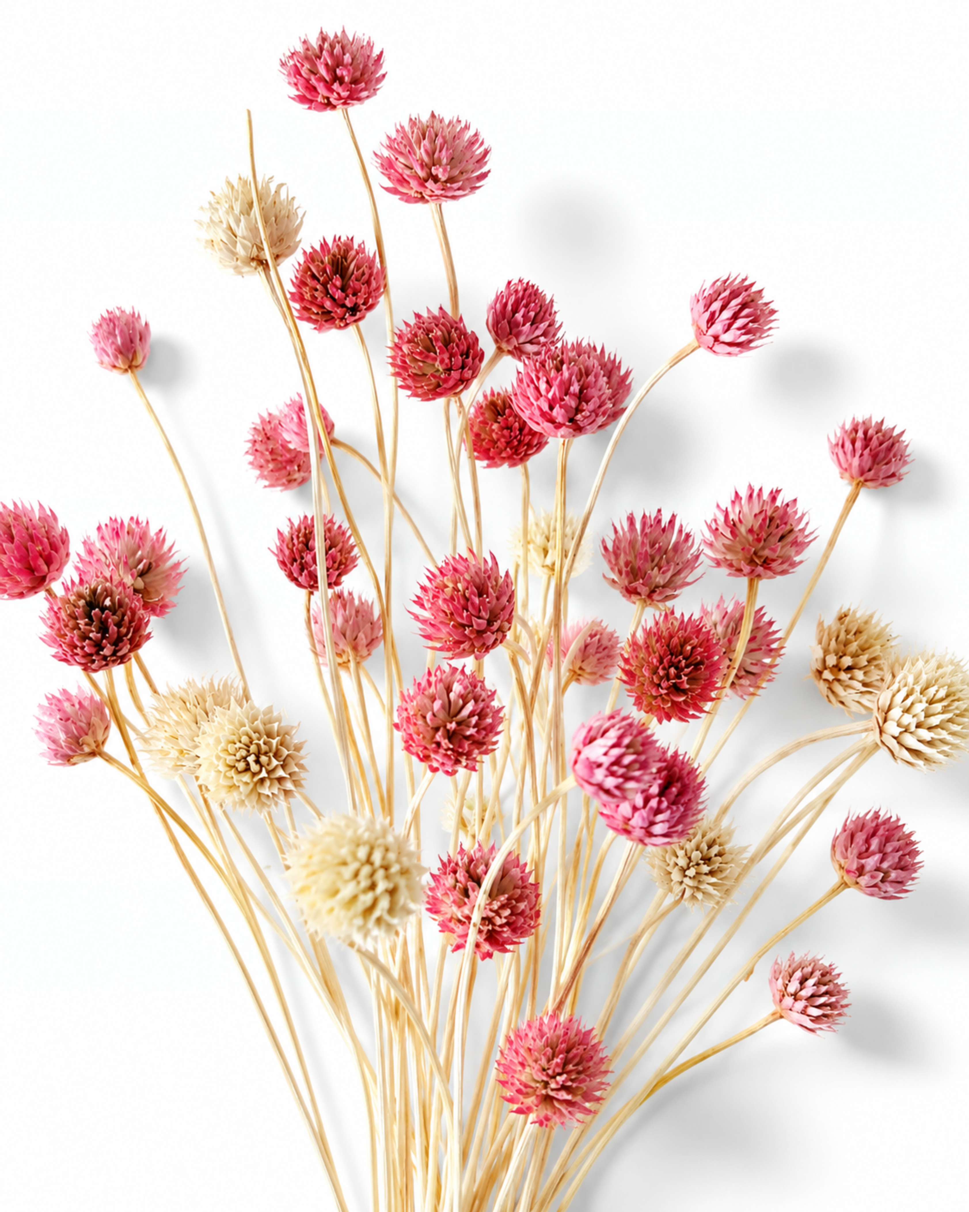 Pink Cephalaria Stems