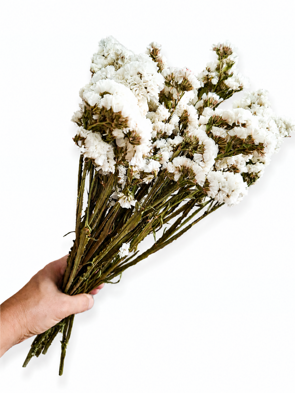 Naturally air-dried crisp white Statice flower stems, 45-50cm height, 100g wholesale bundle for wedding flower arrangements.
