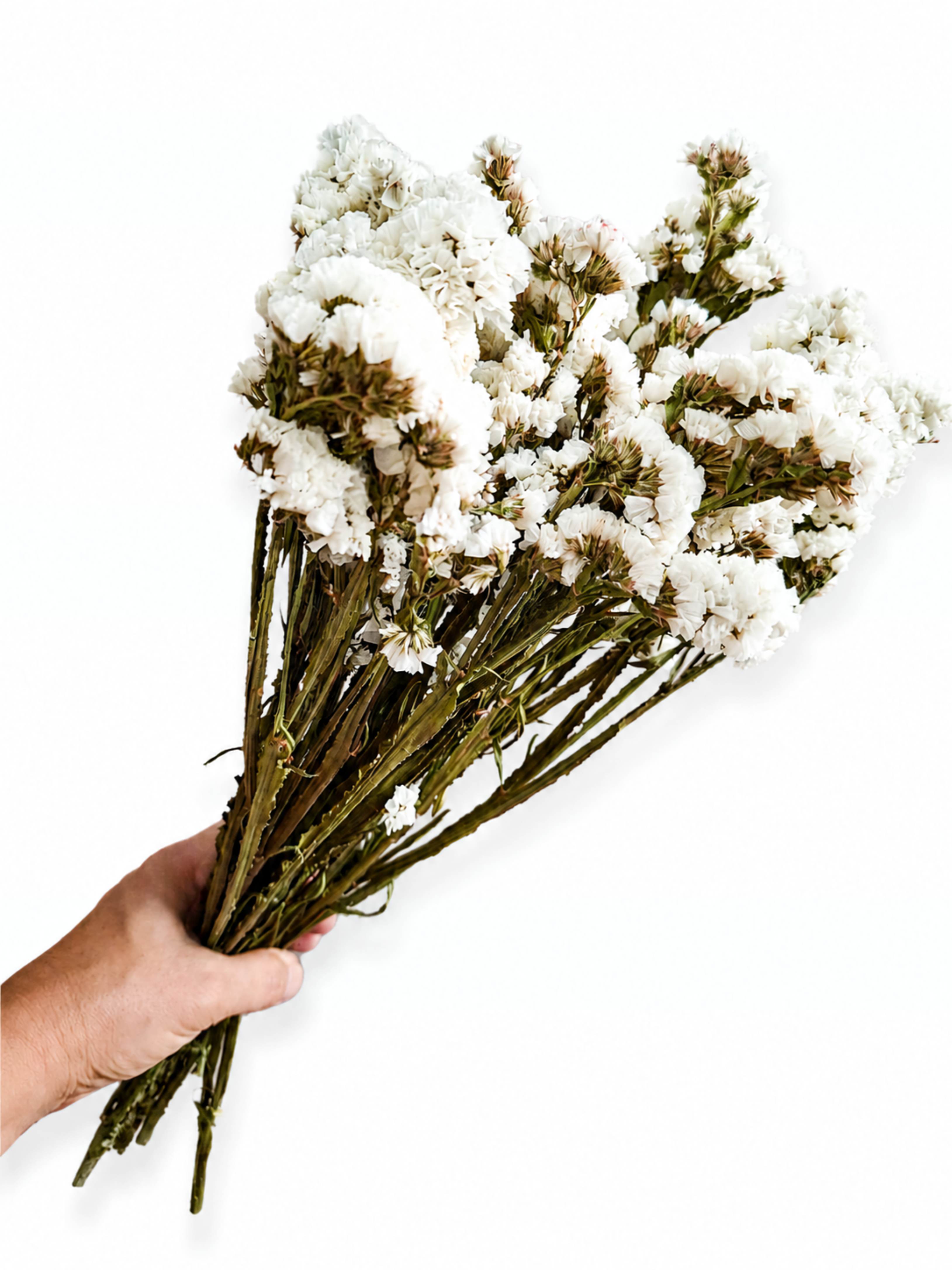 Naturally air-dried crisp white Statice flower stems, 45-50cm height, 100g wholesale bundle for wedding flower arrangements.
