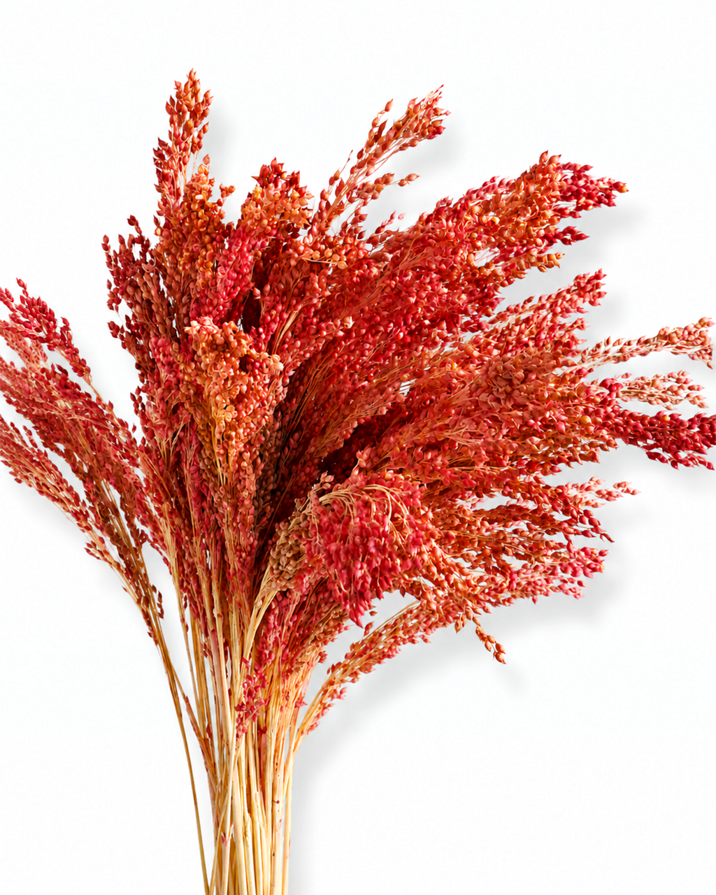 Muted Red Millet Stems