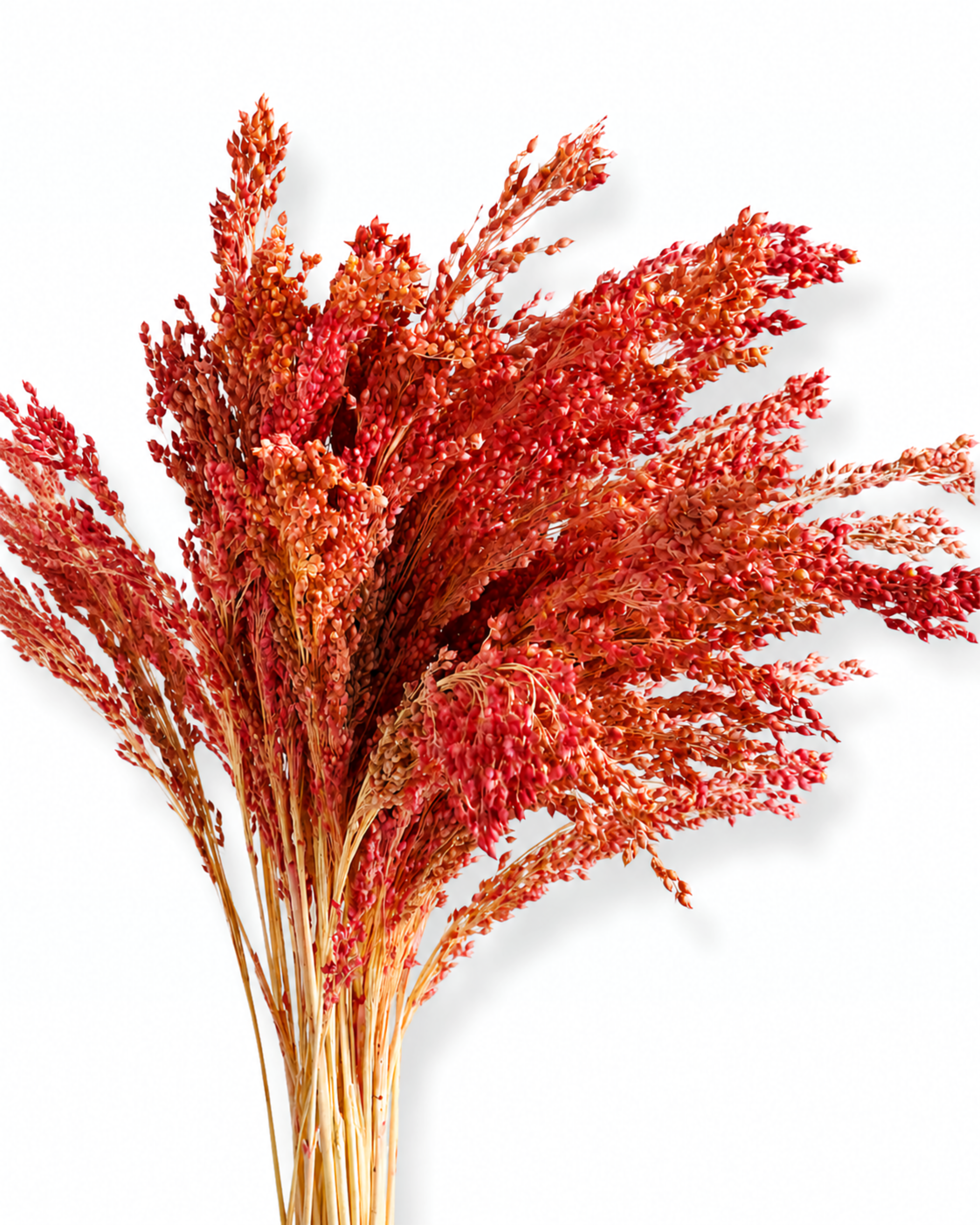 Muted Red Millet Stems