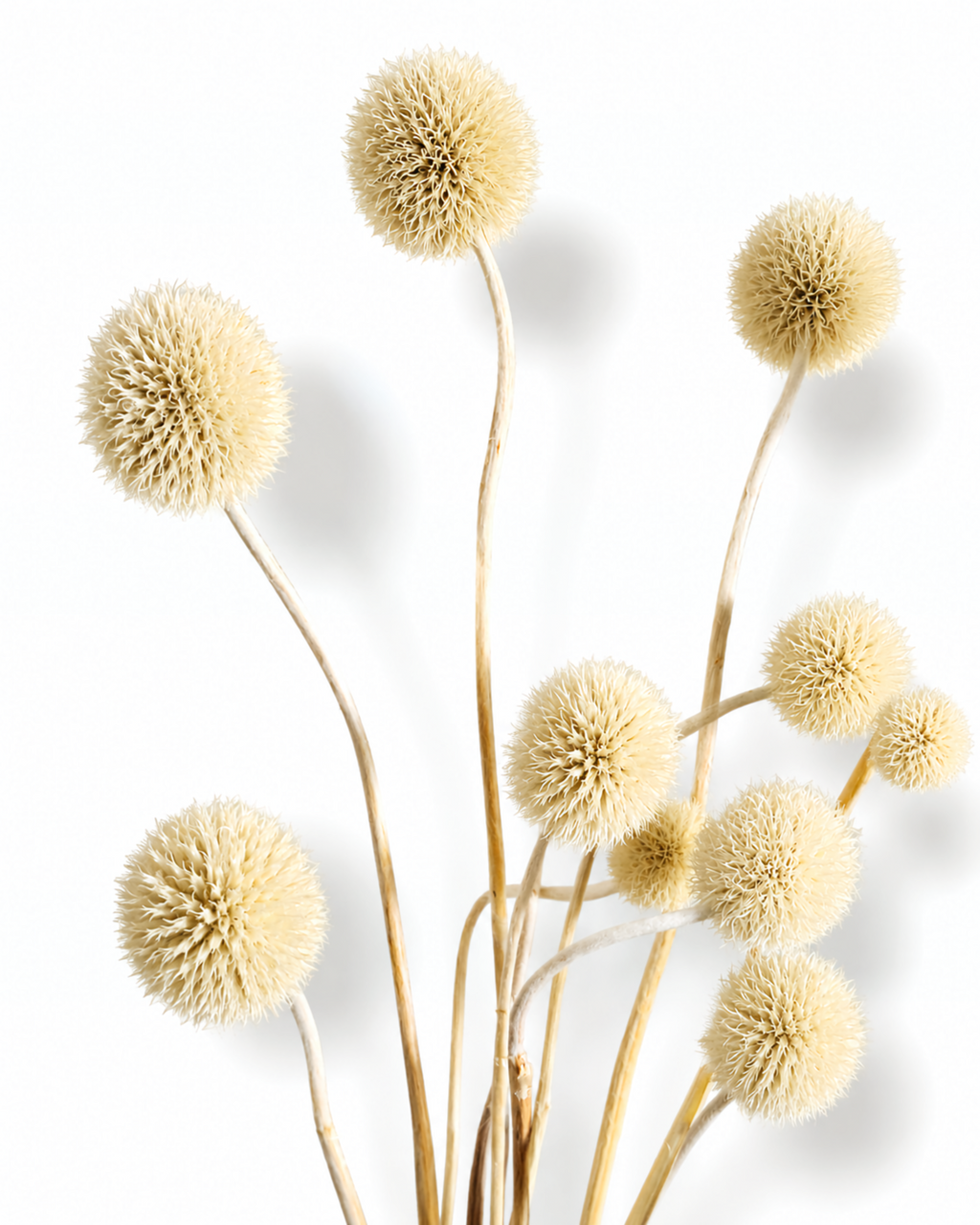 Multiple natural cream dried allium stems leaning together showing round geometric forms.
