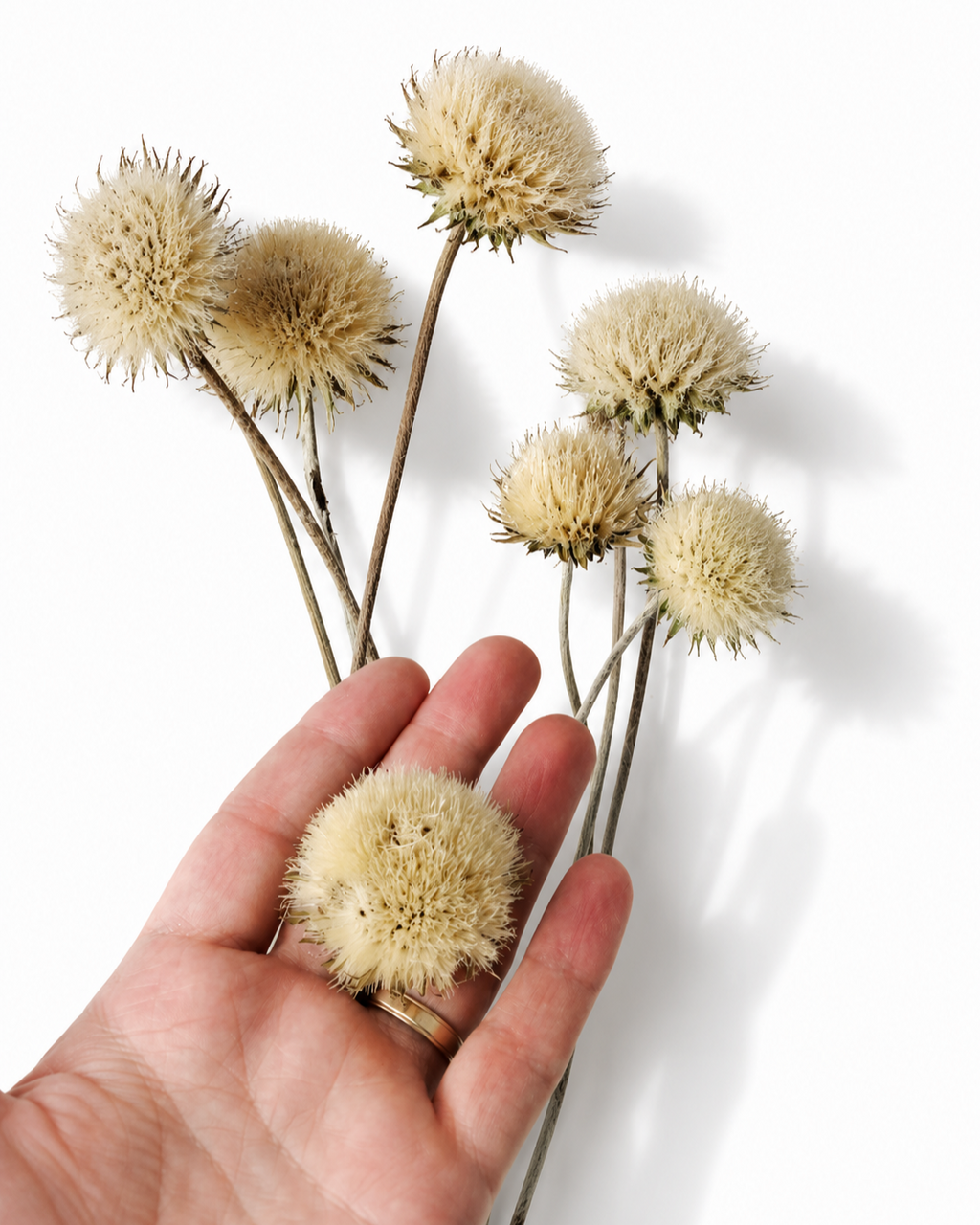 Natural Dried Thistle Stems