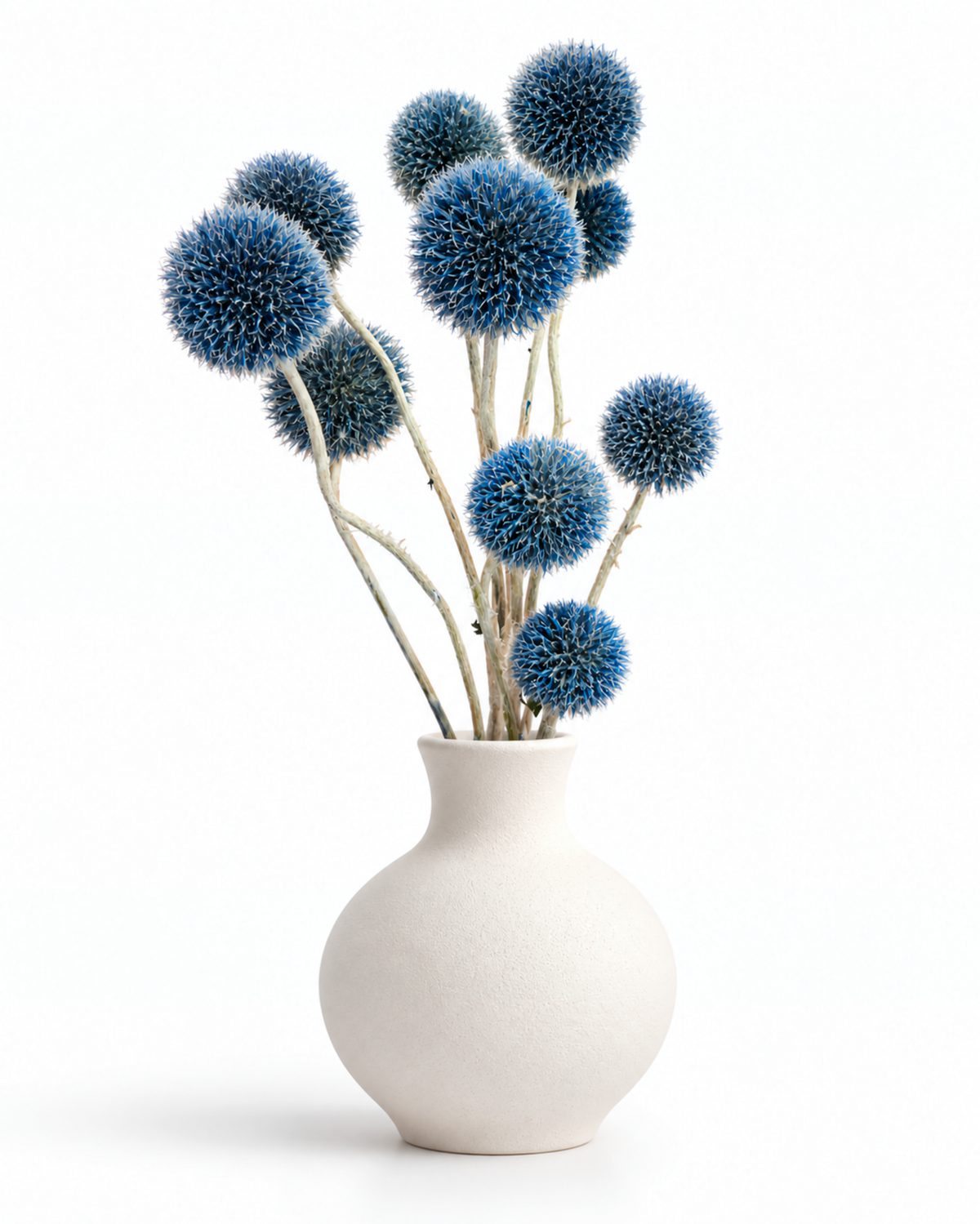 Hastes de Echinops Azul Secas - 10 Flores de Cardo-globo
