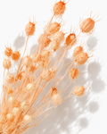 Blush Pink Nigella Pods