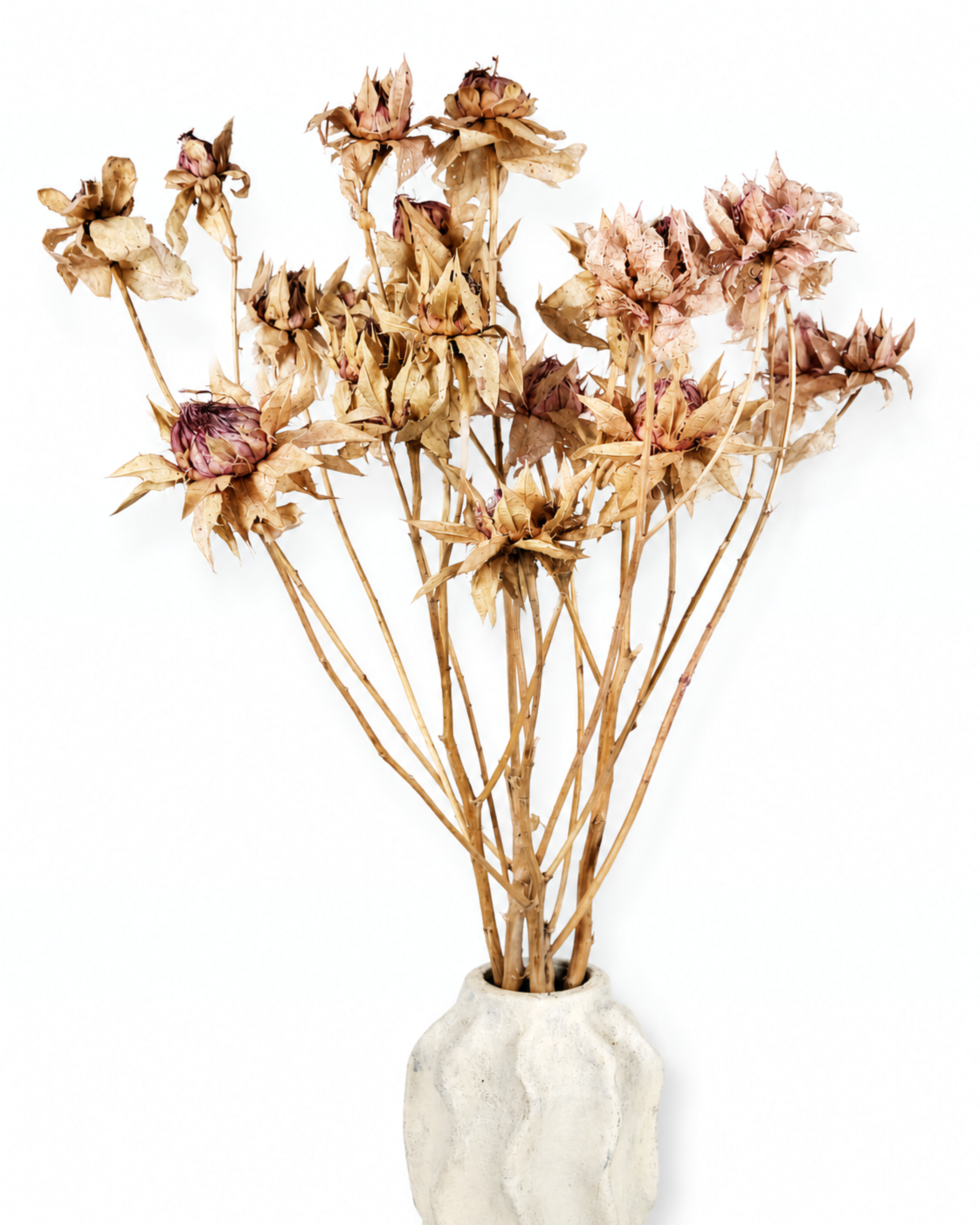 50-55 cm long natural dried safflower bouquet 5 stems in a ceramic vase for scandinavian home decoration