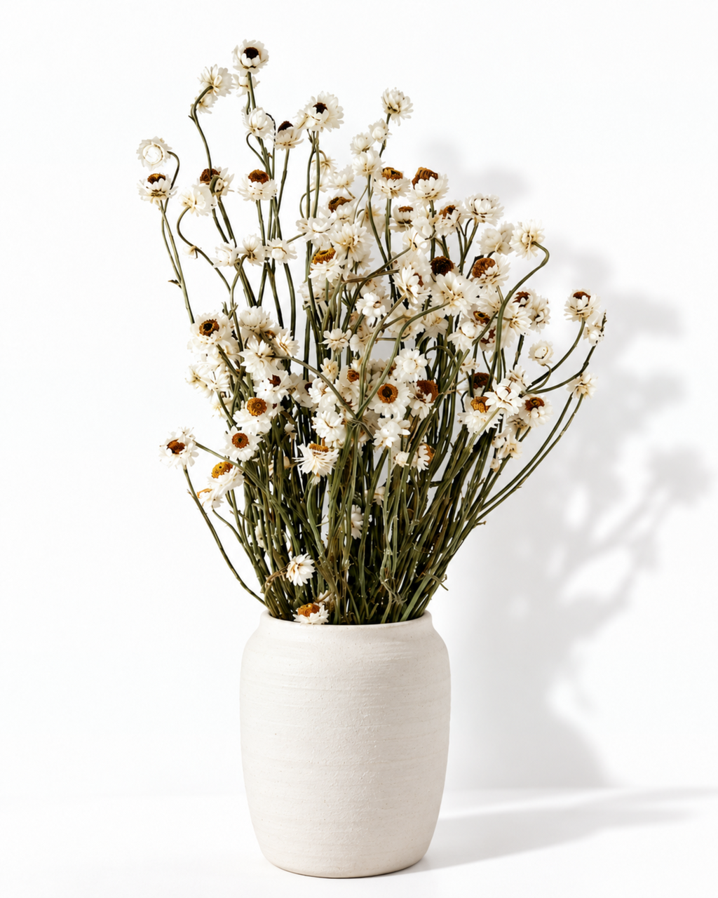 Dried White Ammobium Stems - 50-55cm Winged Everlasting Bunch (50g)