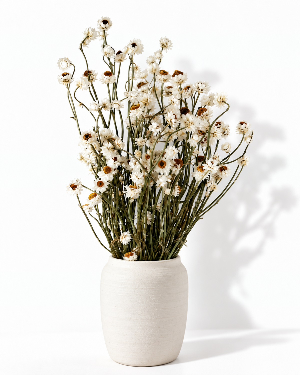 Dried White Ammobium Stems - 50-55cm Winged Everlasting Bunch (50g)
