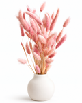 Soft Baby Pink Lagurus 50 Stems, Preserved Bunny Tails