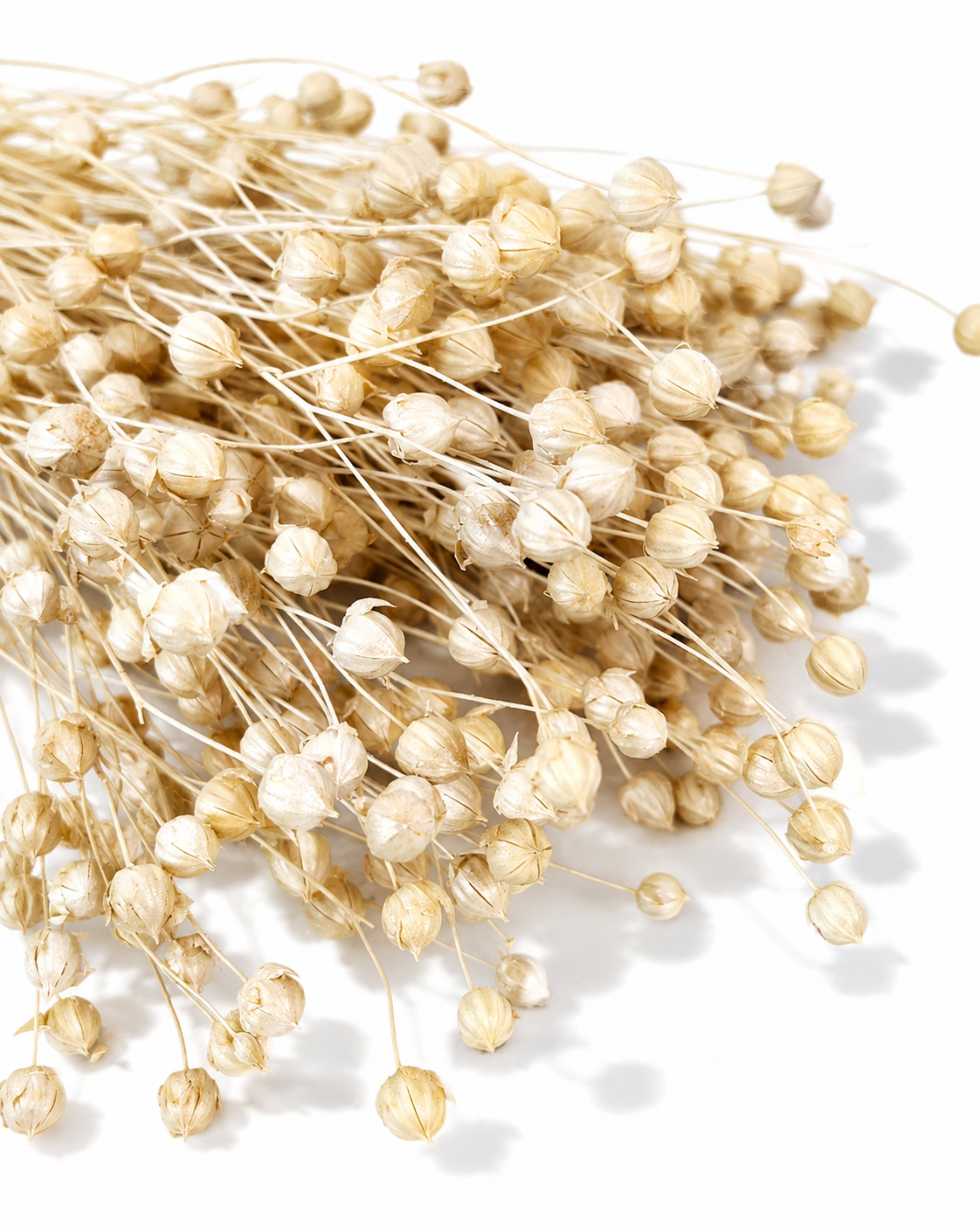Pearl Dried Flax Stems