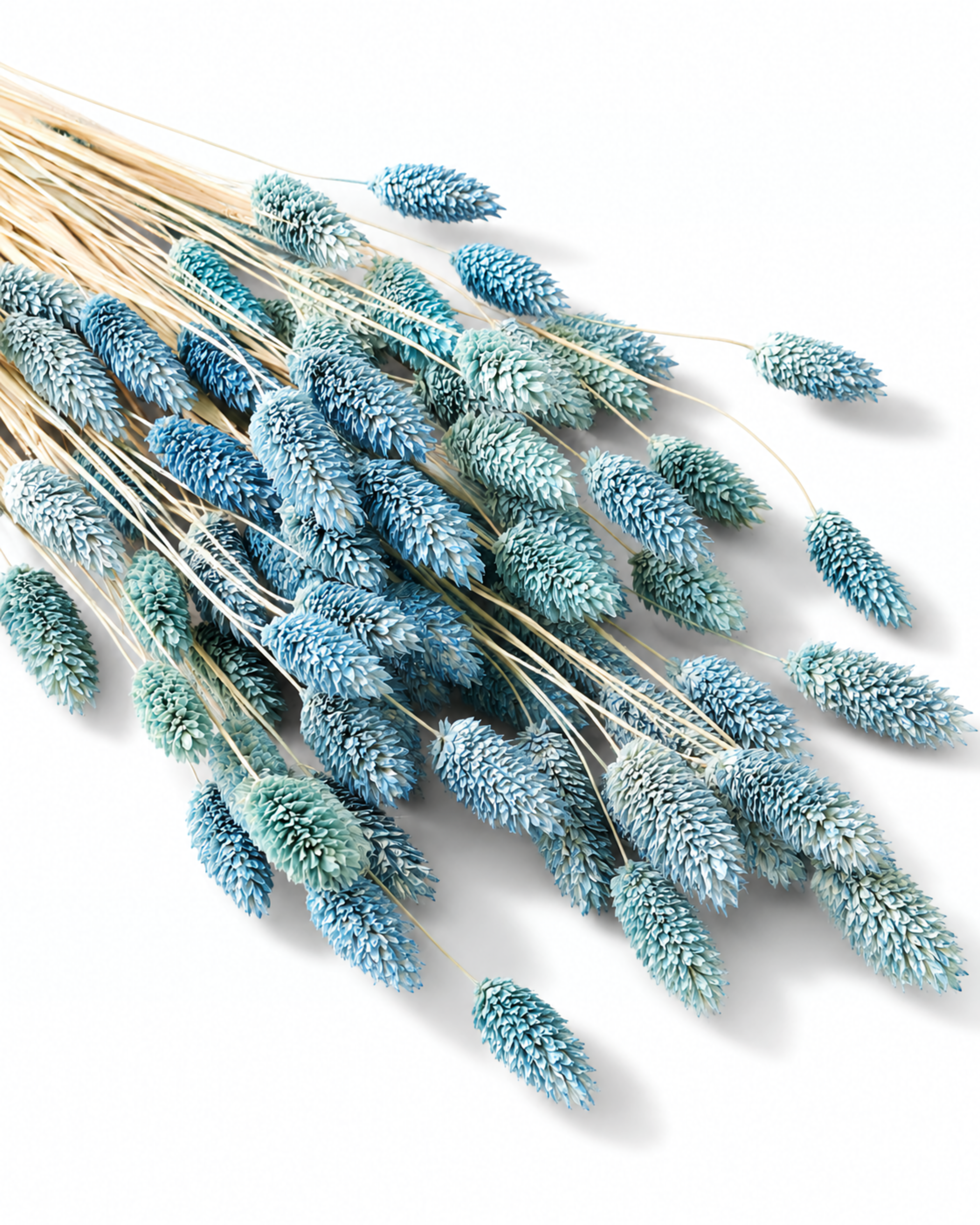 Top-down view of a 50-stem bundle of light dusty blue dried Phalaris stems.
