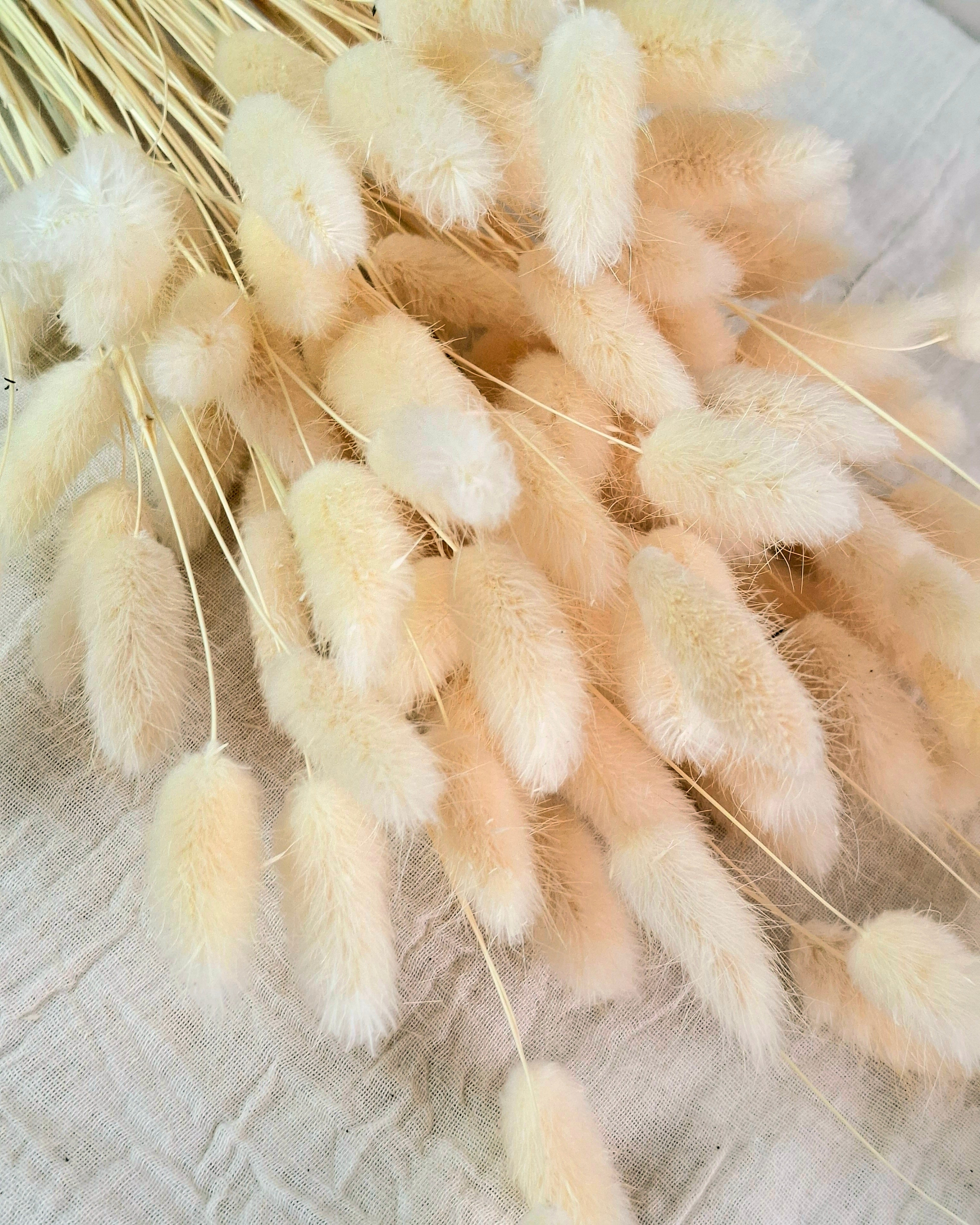 Soft Pink Lagurus Stems