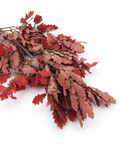 Single preserved red oak branch displaying deep crimson and terracotta leaves.
