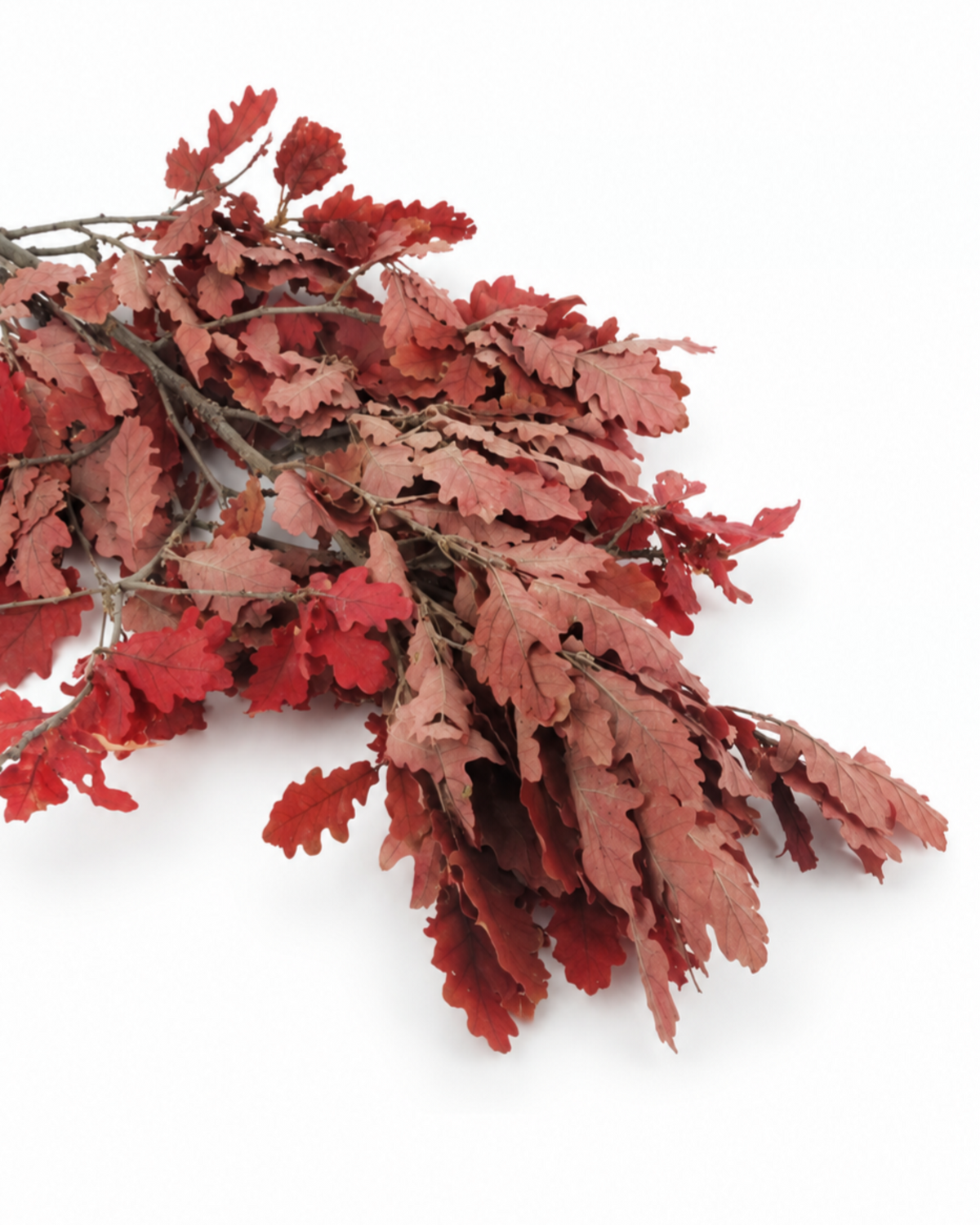 Single preserved red oak branch displaying deep crimson and terracotta leaves.
