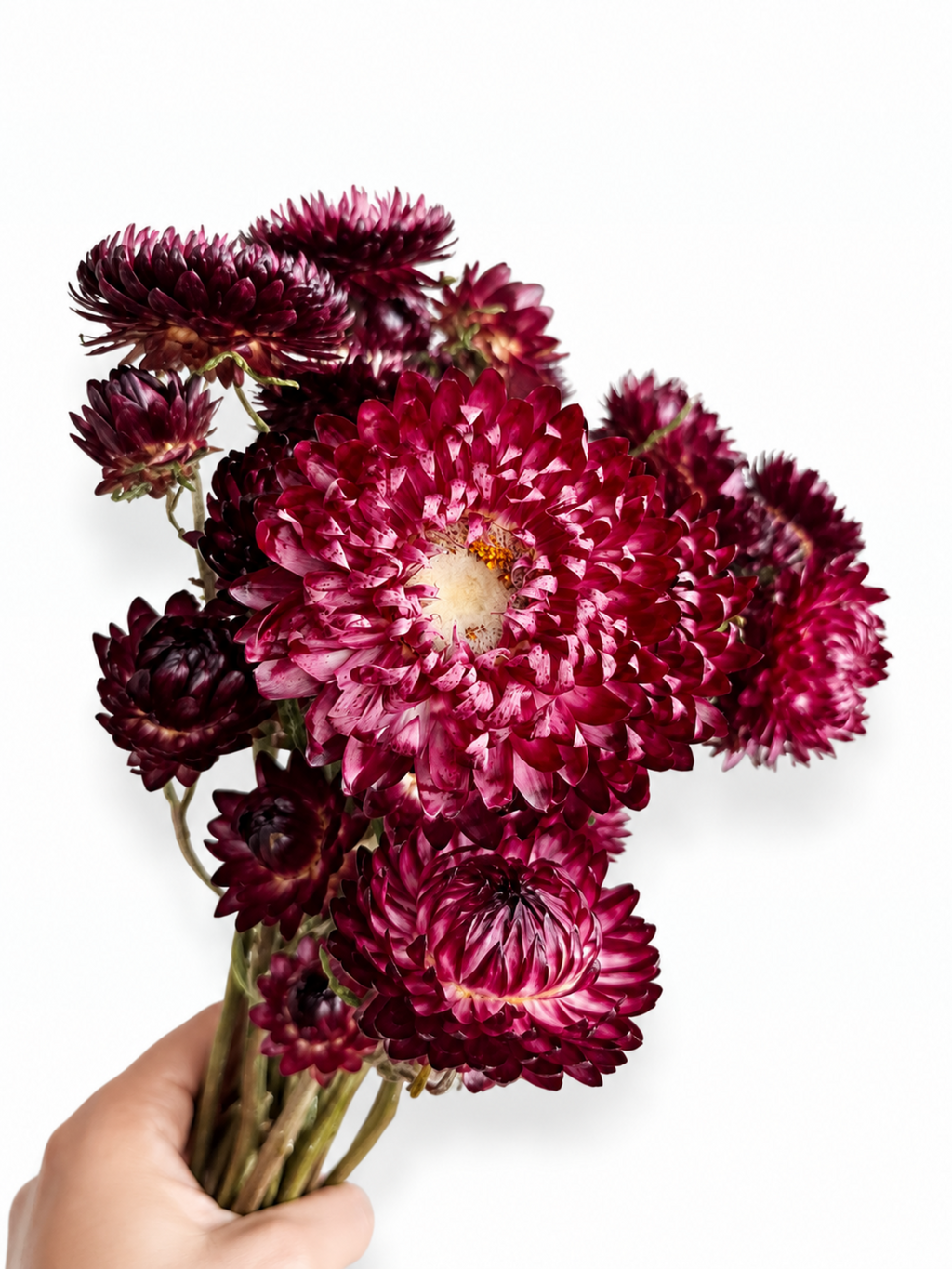 Elegant dark crimson dried strawflower bouquet for sophisticated Scandinavian interior styling