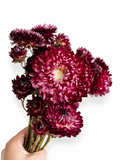 Elegant dark crimson dried strawflower bouquet for sophisticated Scandinavian interior styling