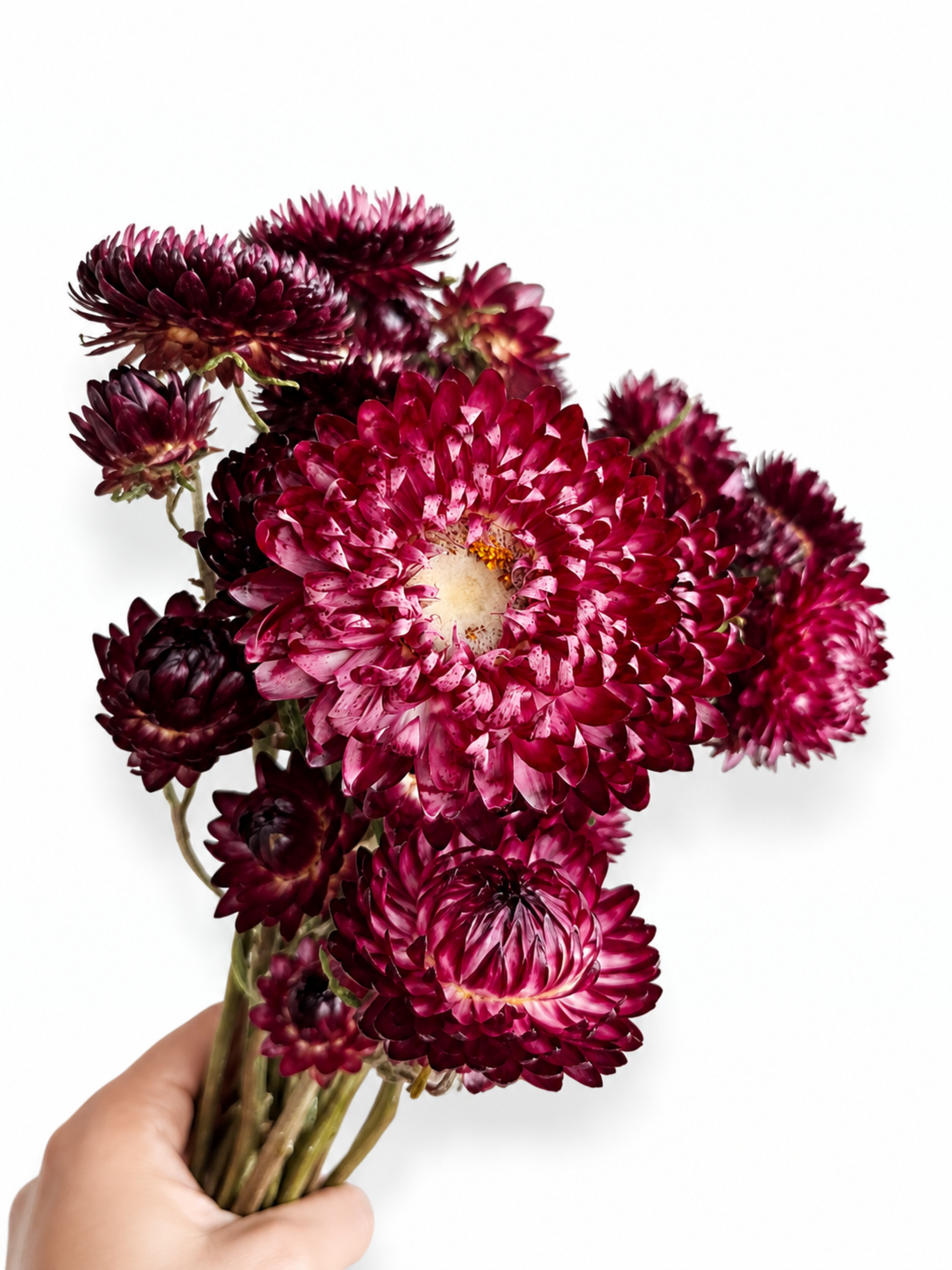 Elegant dark crimson dried strawflower bouquet for sophisticated Scandinavian interior styling