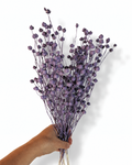 A hand holding a uniform 50g bundle of purple preserved flax stems
