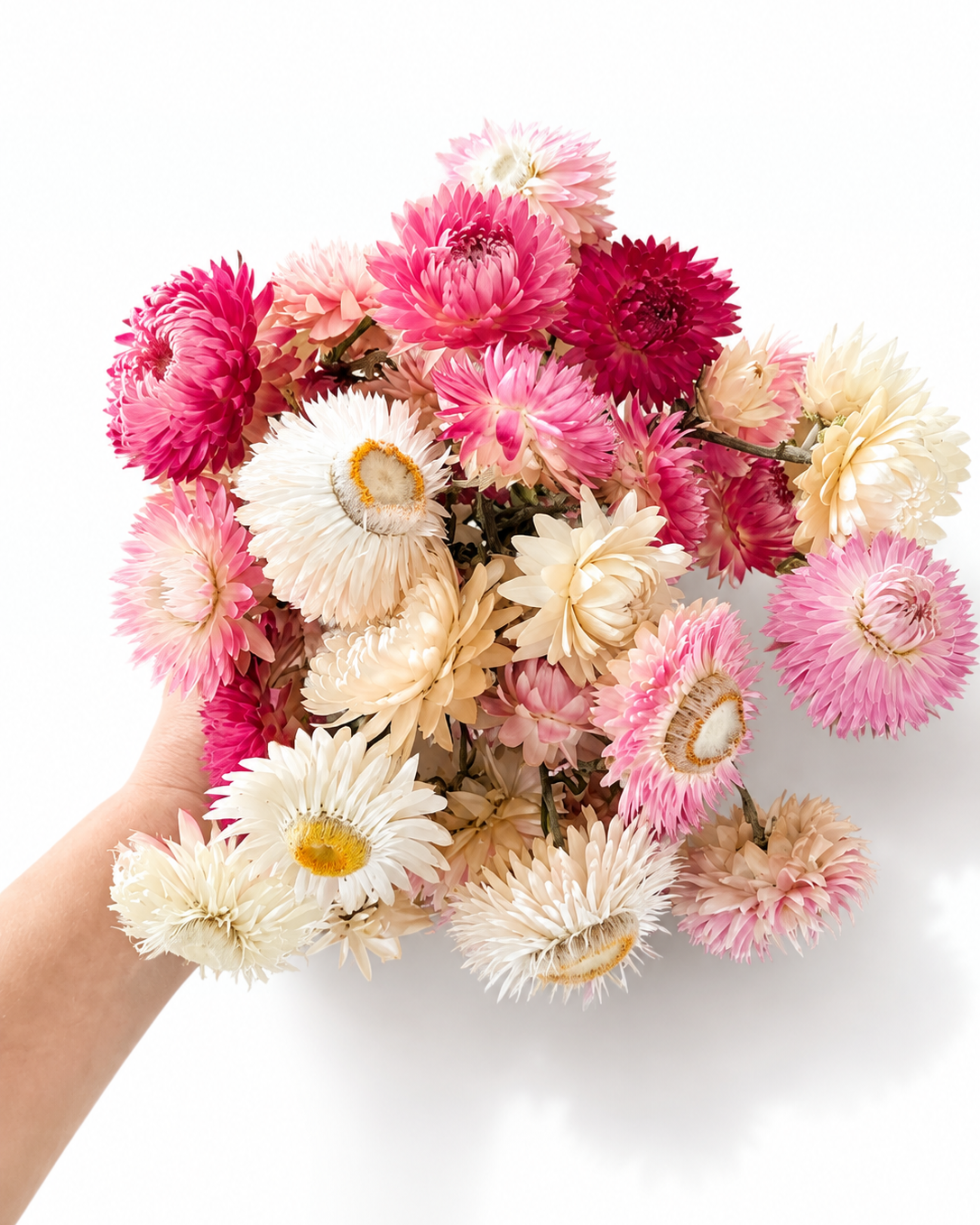 Top-down close-up shot showing textured magenta, pink, and cream open heads of dried Helichrysum flowers.
