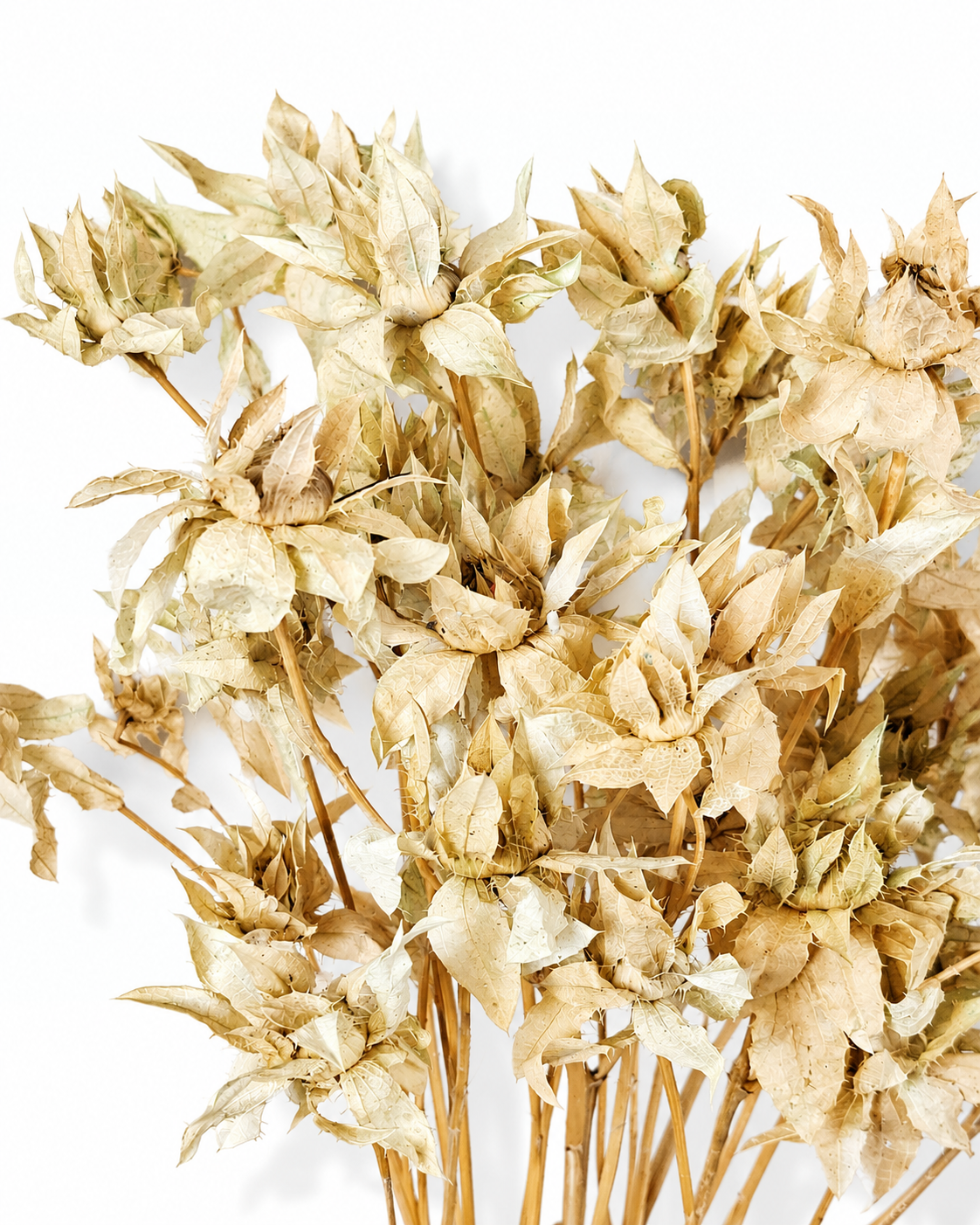 Textured light beige dried safflower branches for modern minimalist scandinavian interior decoration
