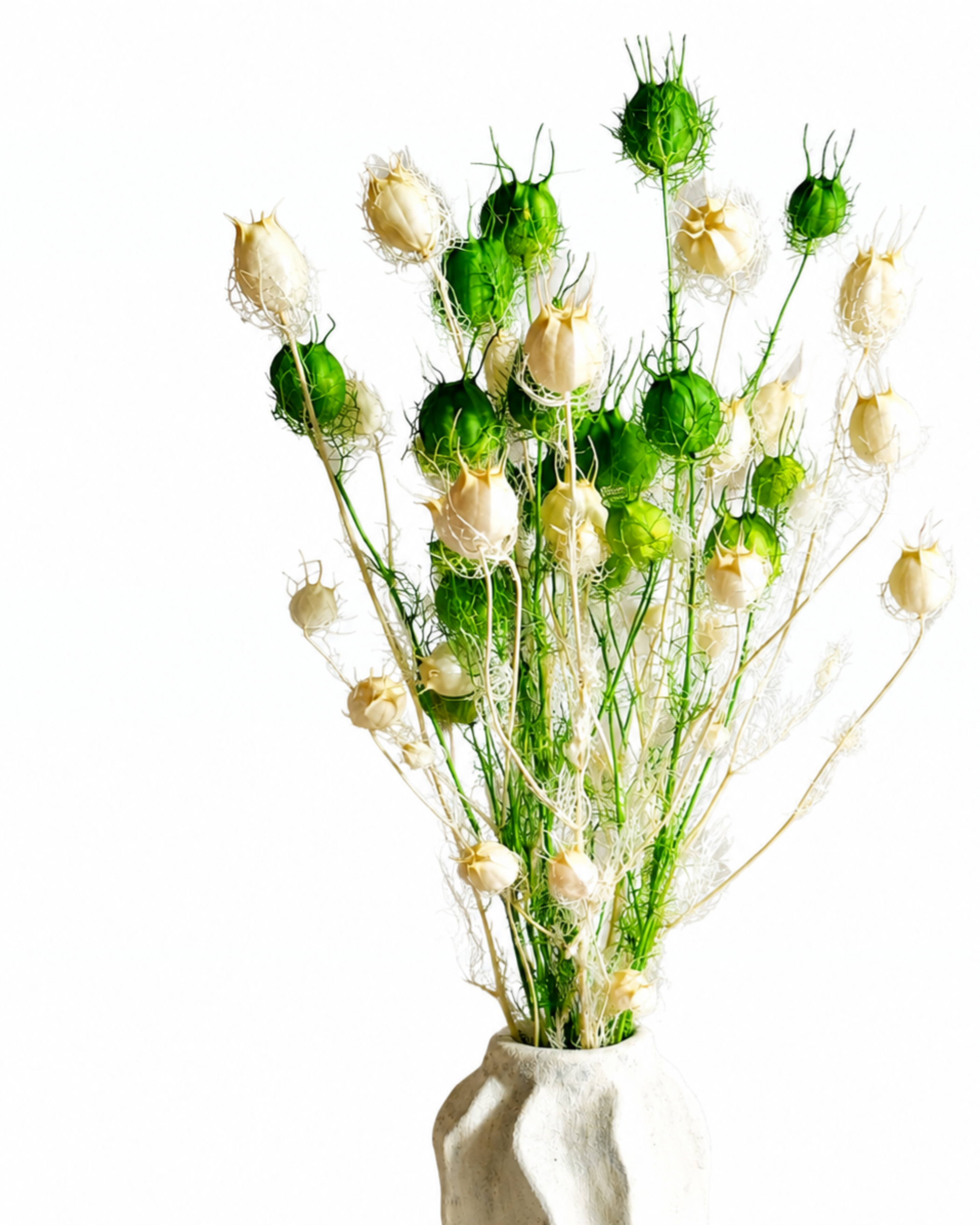 Full length view of 5-6 dried white and green Nigella stems standing upright against a white backdrop, up to 60 cm tall.
