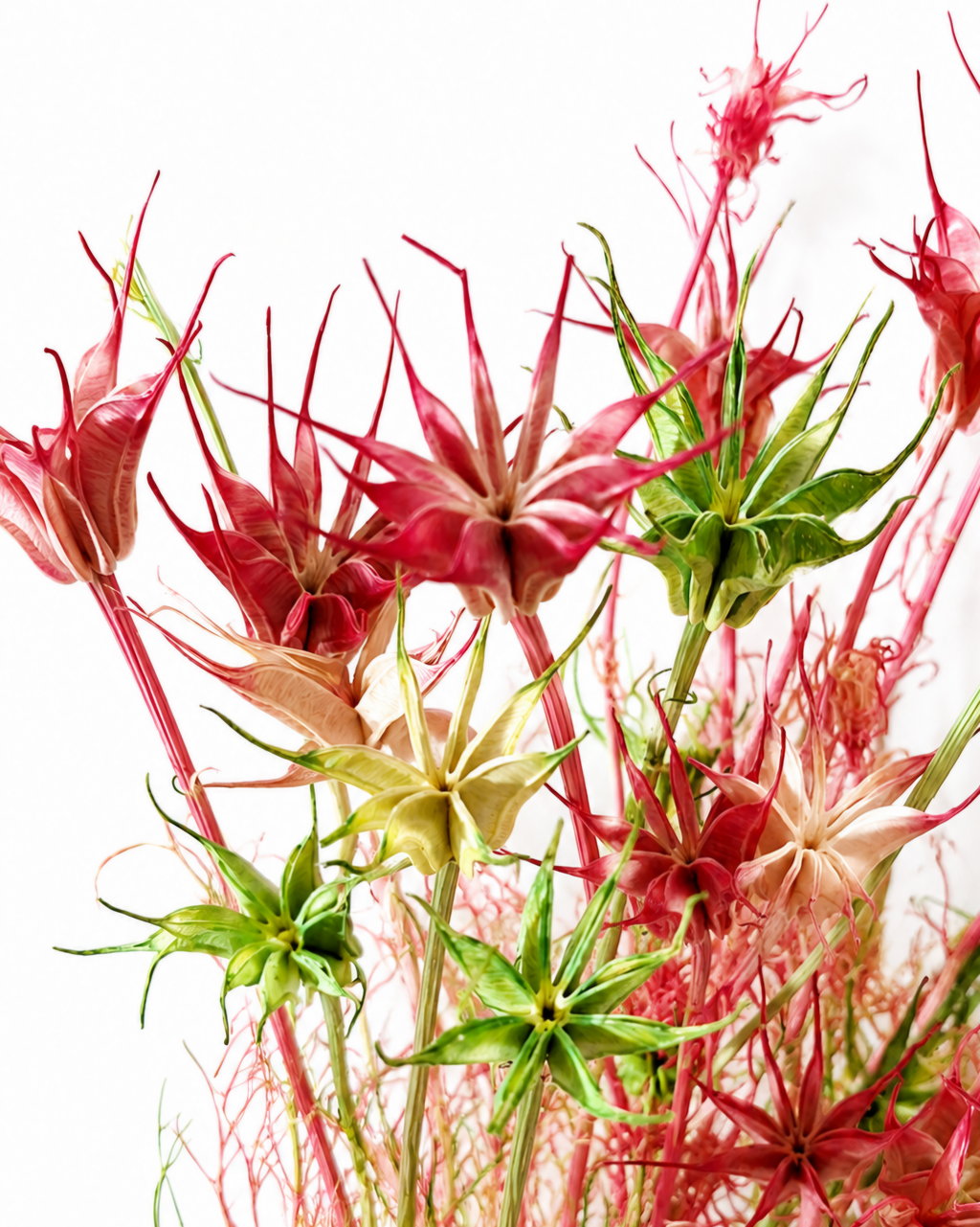 Close-up of star-shaped dried pink and green Nigella orientalis seed heads showing crown structure.
