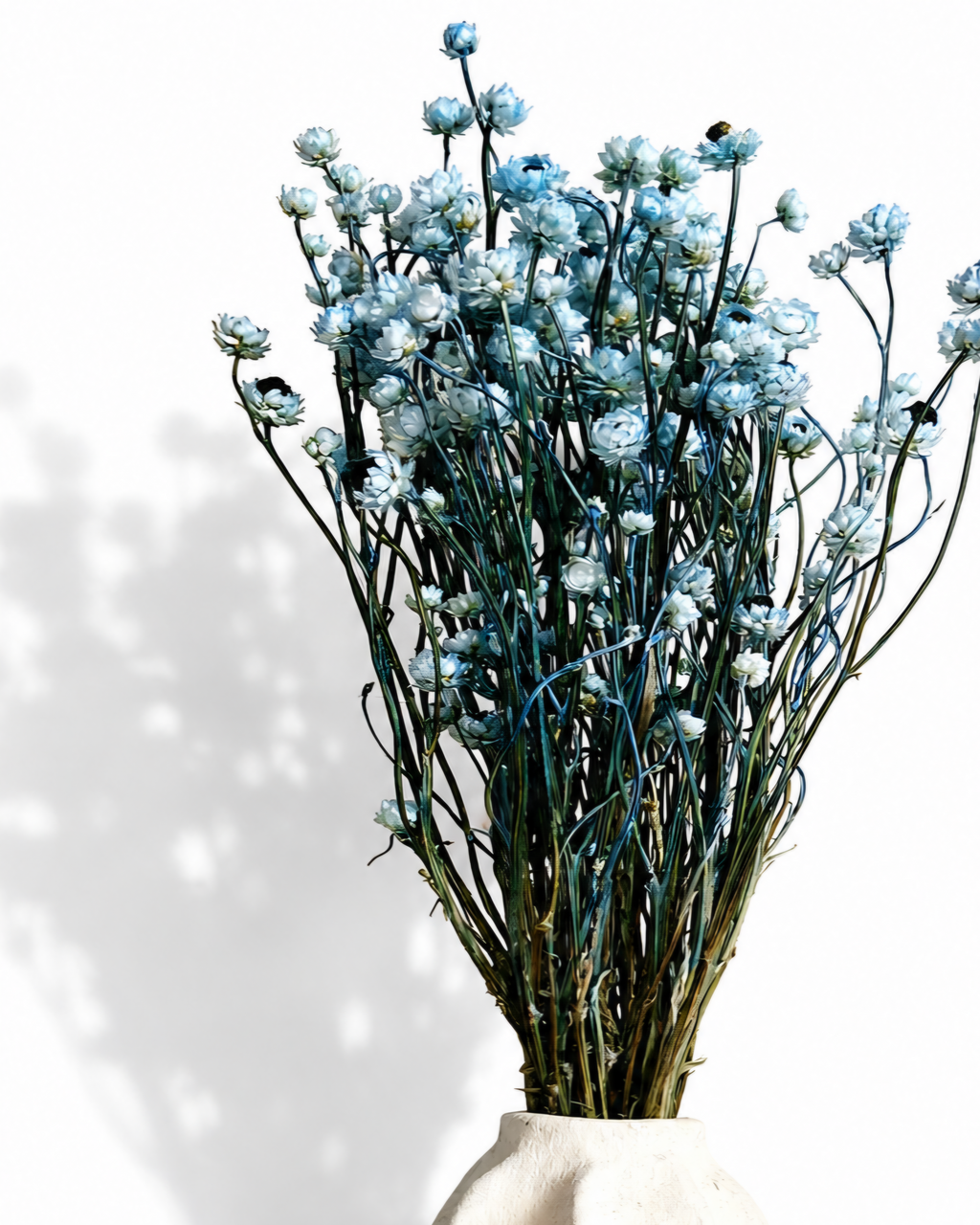 Close-up view of delicate star-shaped blue Ammobium blooms on flexible green stems.
