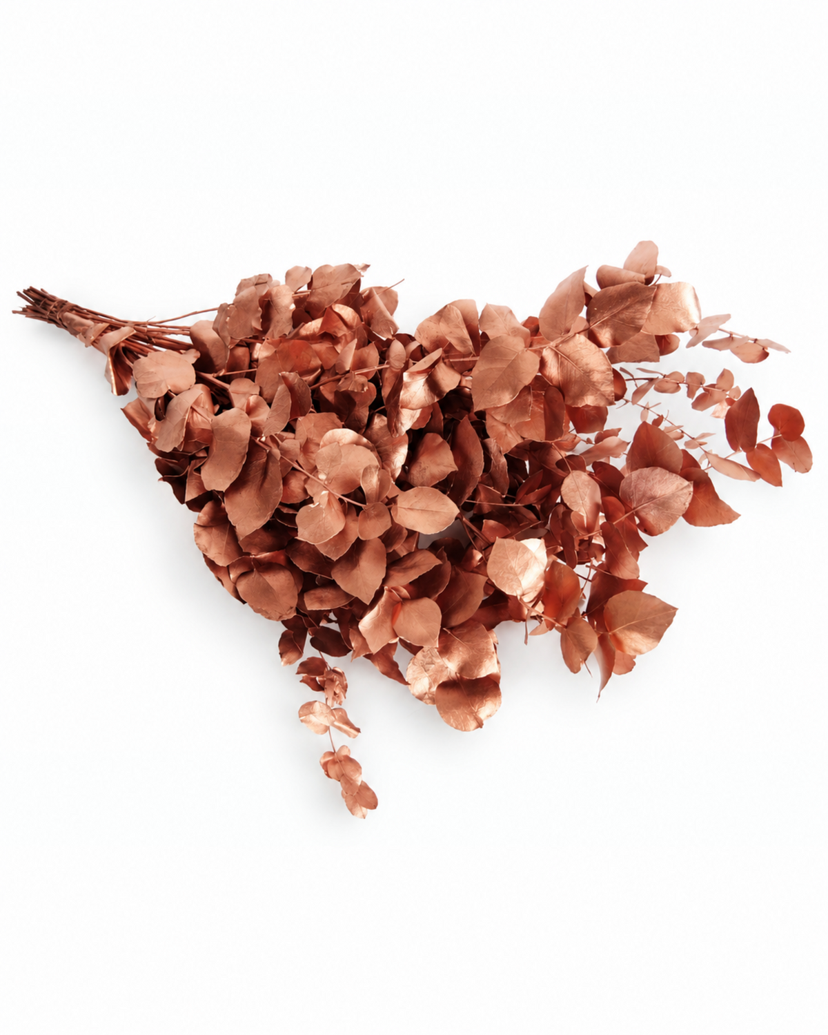 Preserved Metallic Copper Eucalyptus Bunch - Stuartiana - 120-150 g / 60 cm