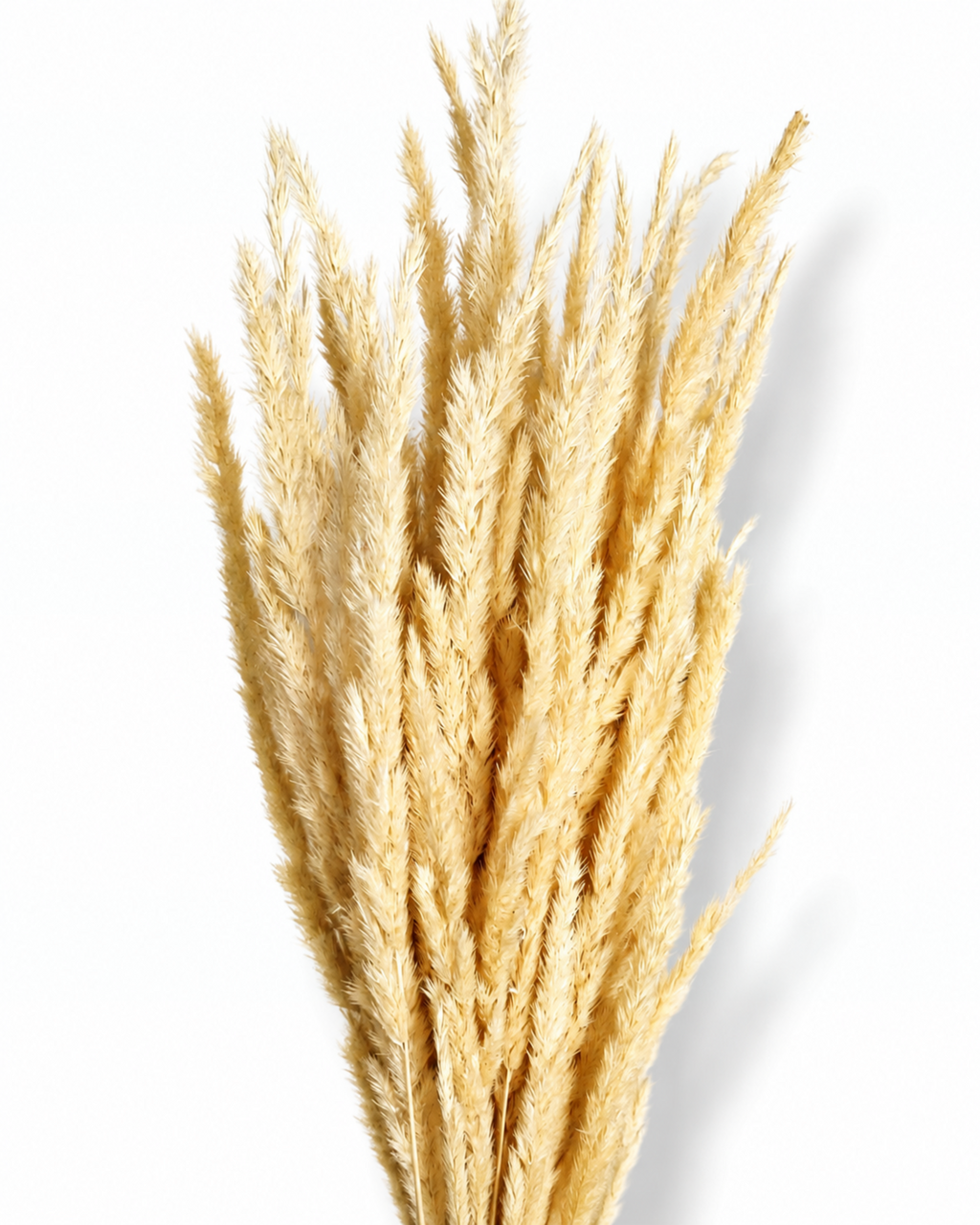 A dense bouquet of natural beige dried Calamagrostis grass standing vertically, showcasing soft feathery volume against a plain white studio background.
