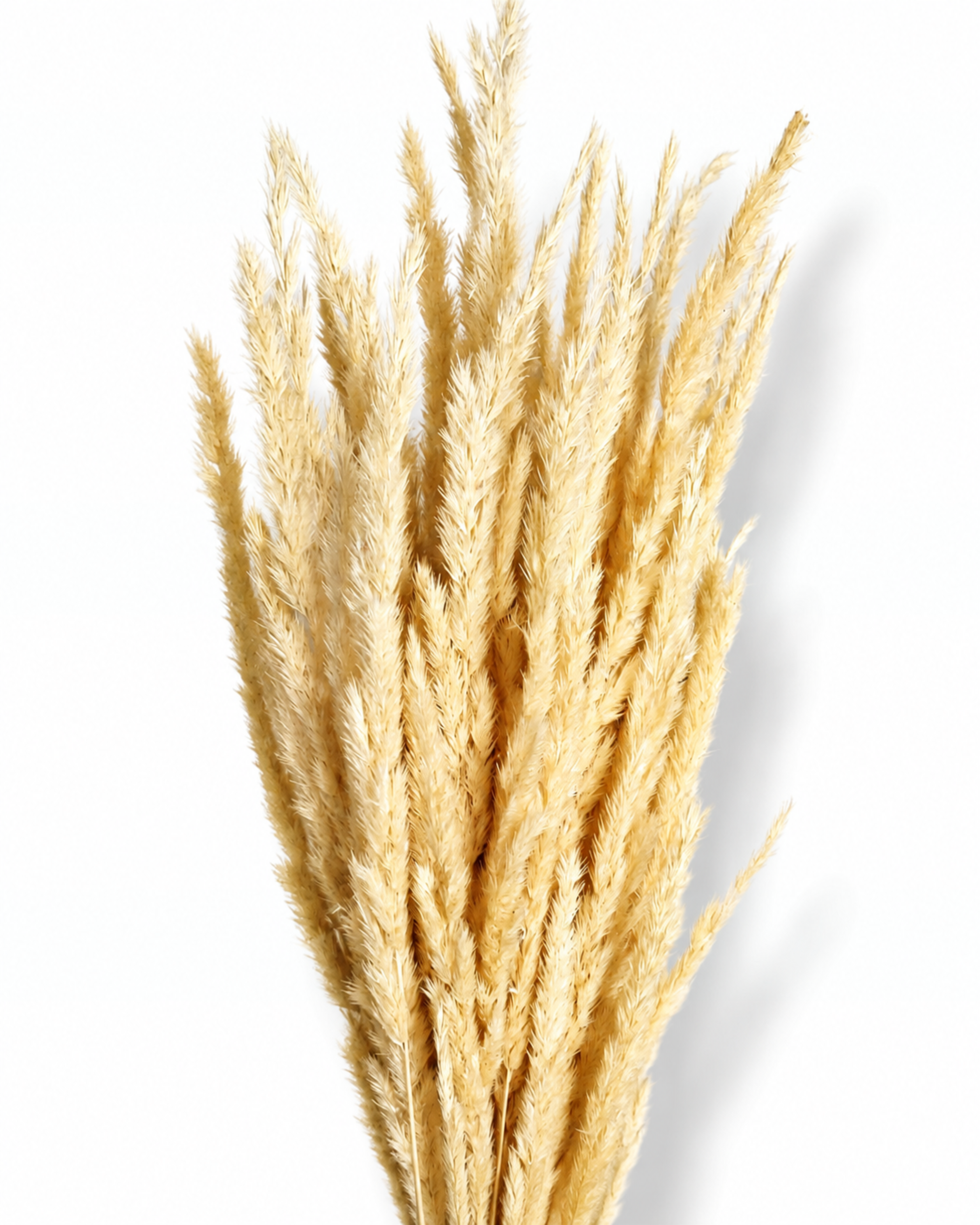 A dense bouquet of natural beige dried Calamagrostis grass standing vertically, showcasing soft feathery volume against a plain white studio background.
