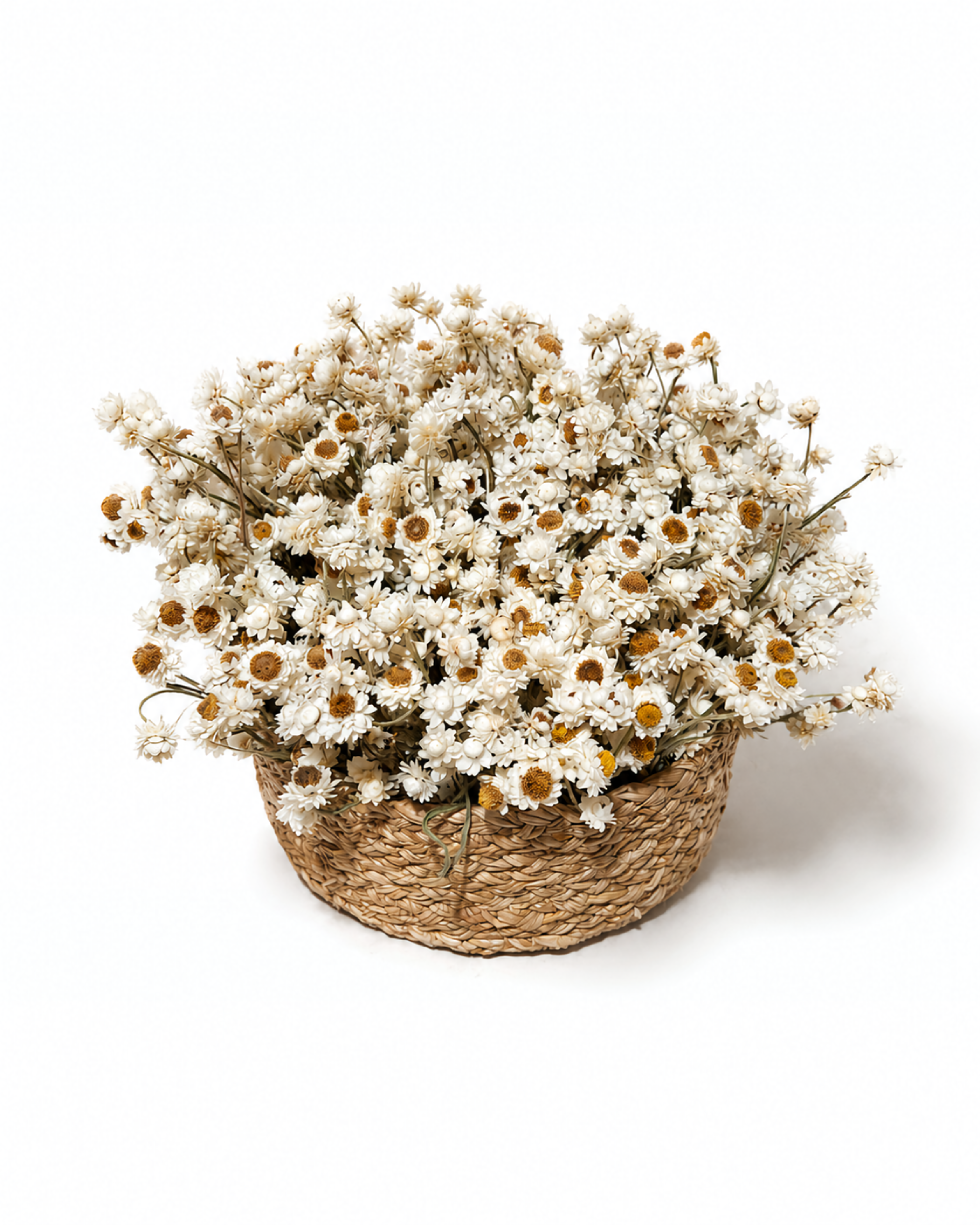 Full arrangement of stabilized white ammobium flowers displayed in a low round natural woven straw basket.
