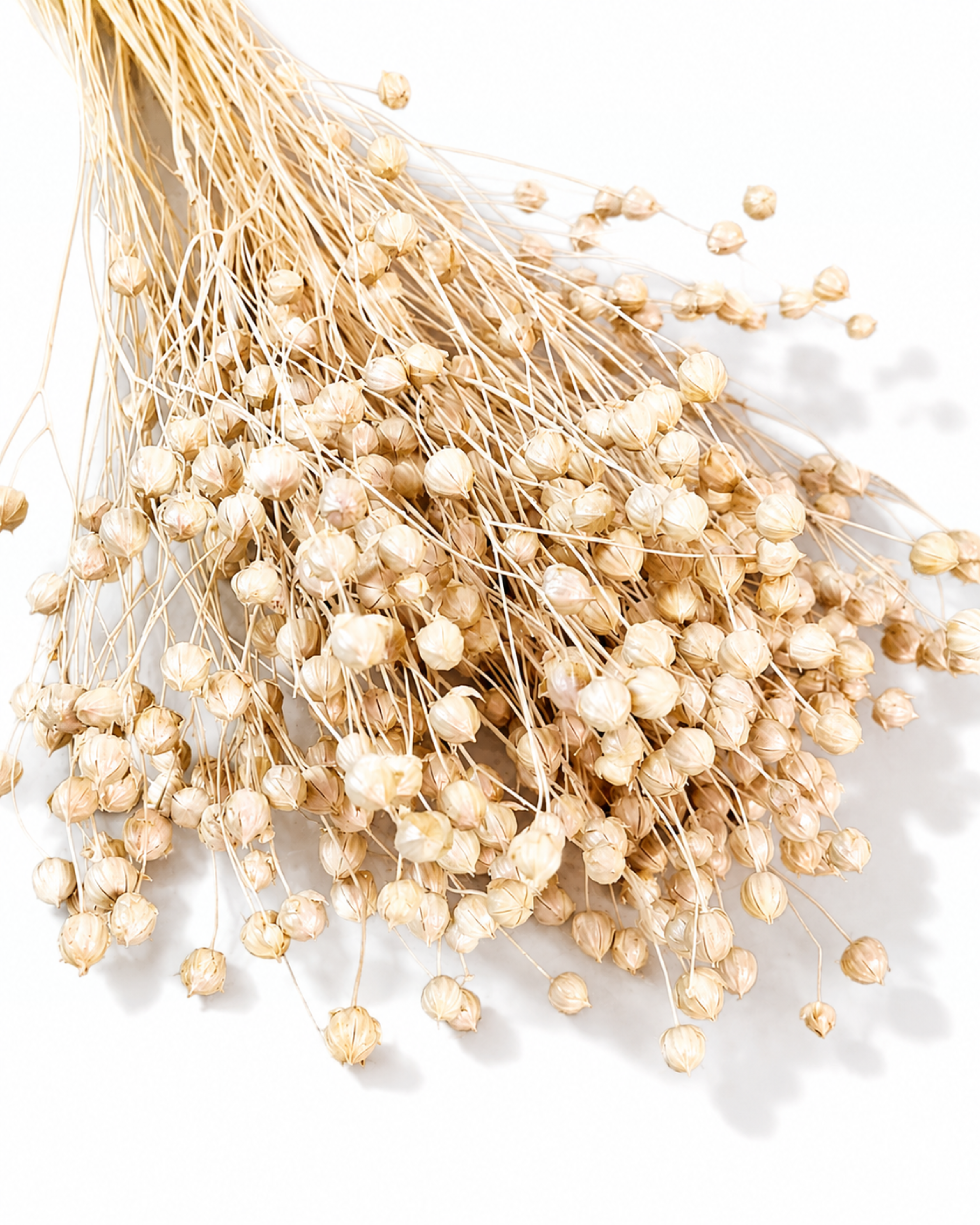 Pearl Dried Flax Stems