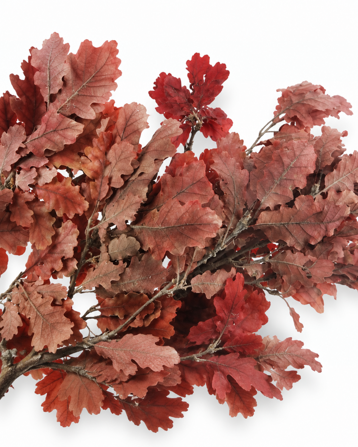 Close-up of rich burgundy preserved oak leaves with soft natural texture.
