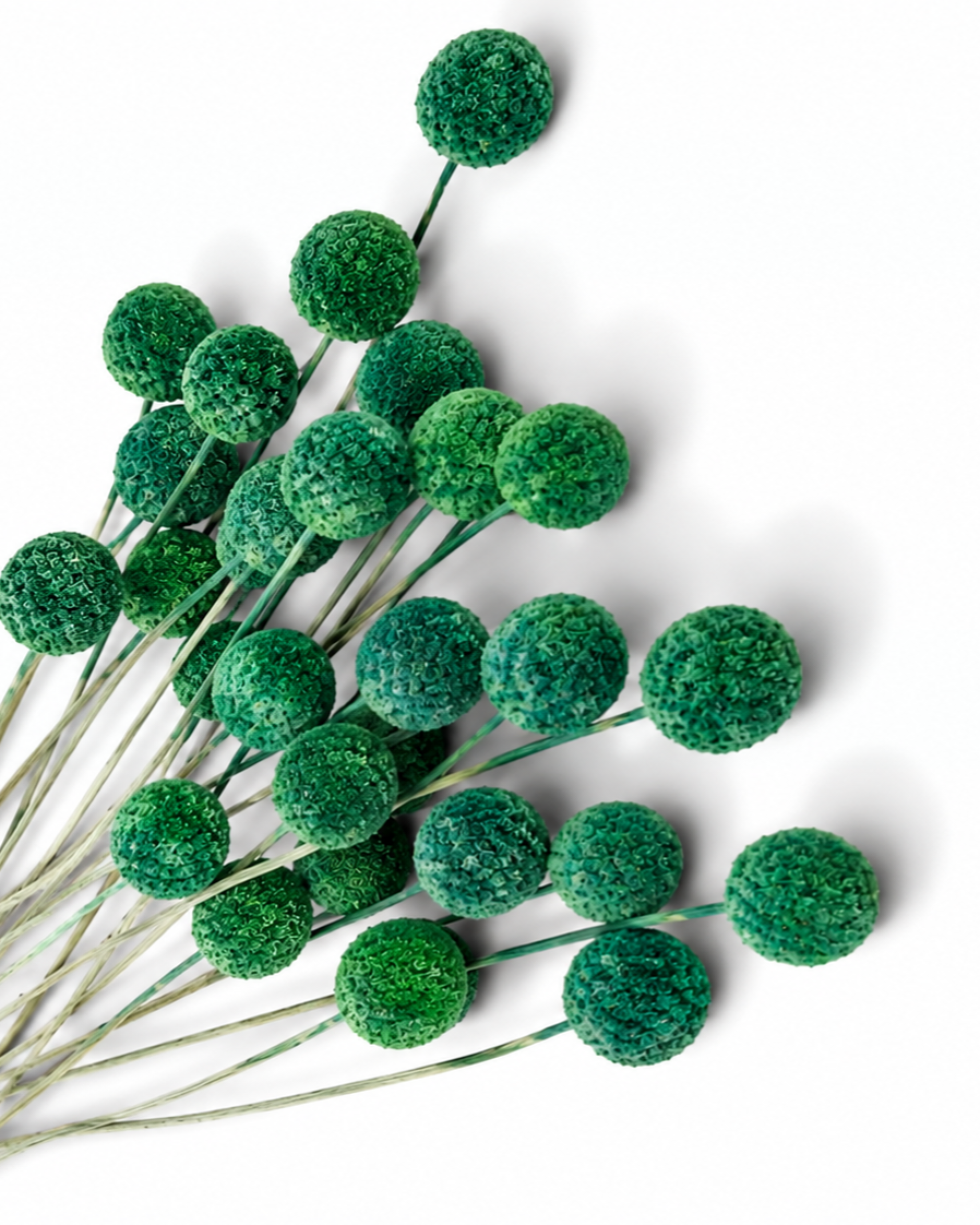 Dark Green Craspedia Stems