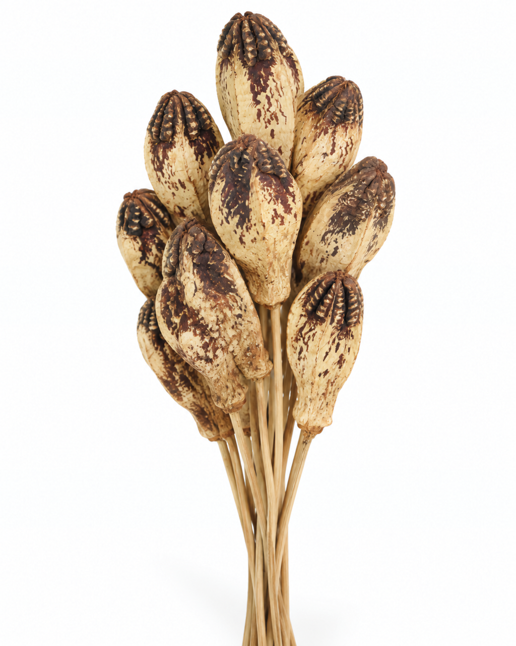 Front view of 10 natural dried Mahogany spoon stems held vertically[span_3](start_span)[span_3](end_span).
