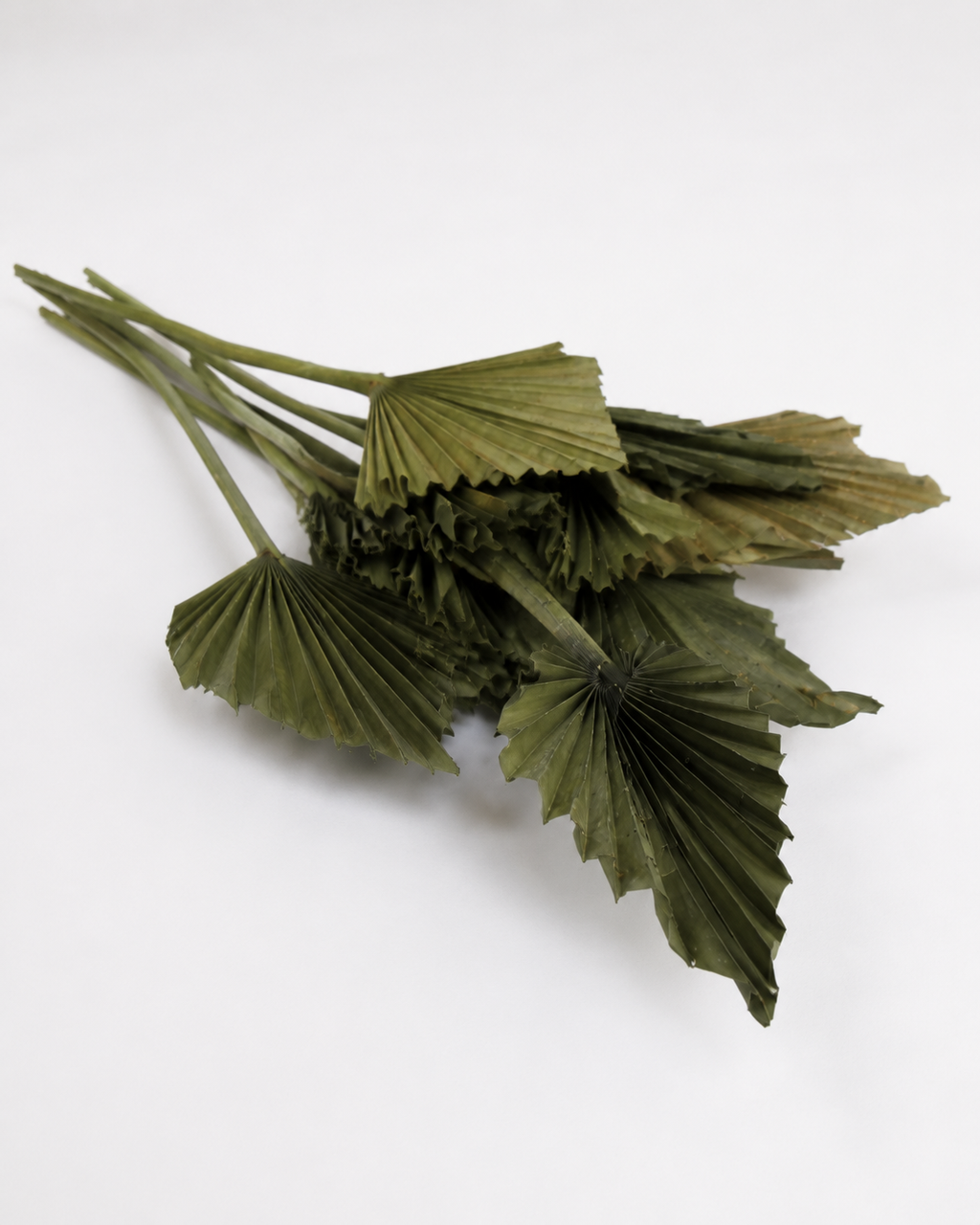 Dried Palm spear  Kaki