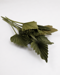 Dried Palm spear  Kaki