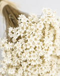 Natural colour Glixia dried