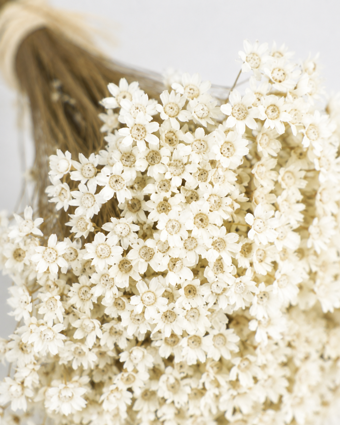 Natural colour Glixia dried