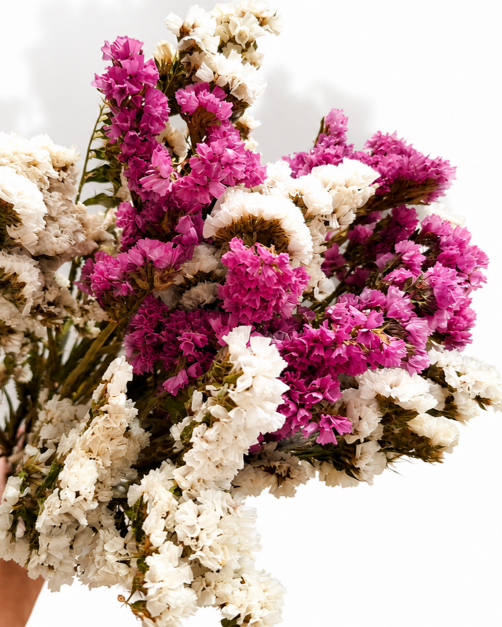 Detailed top view of dense bright pink and natural white dried Limonium blossoms.
