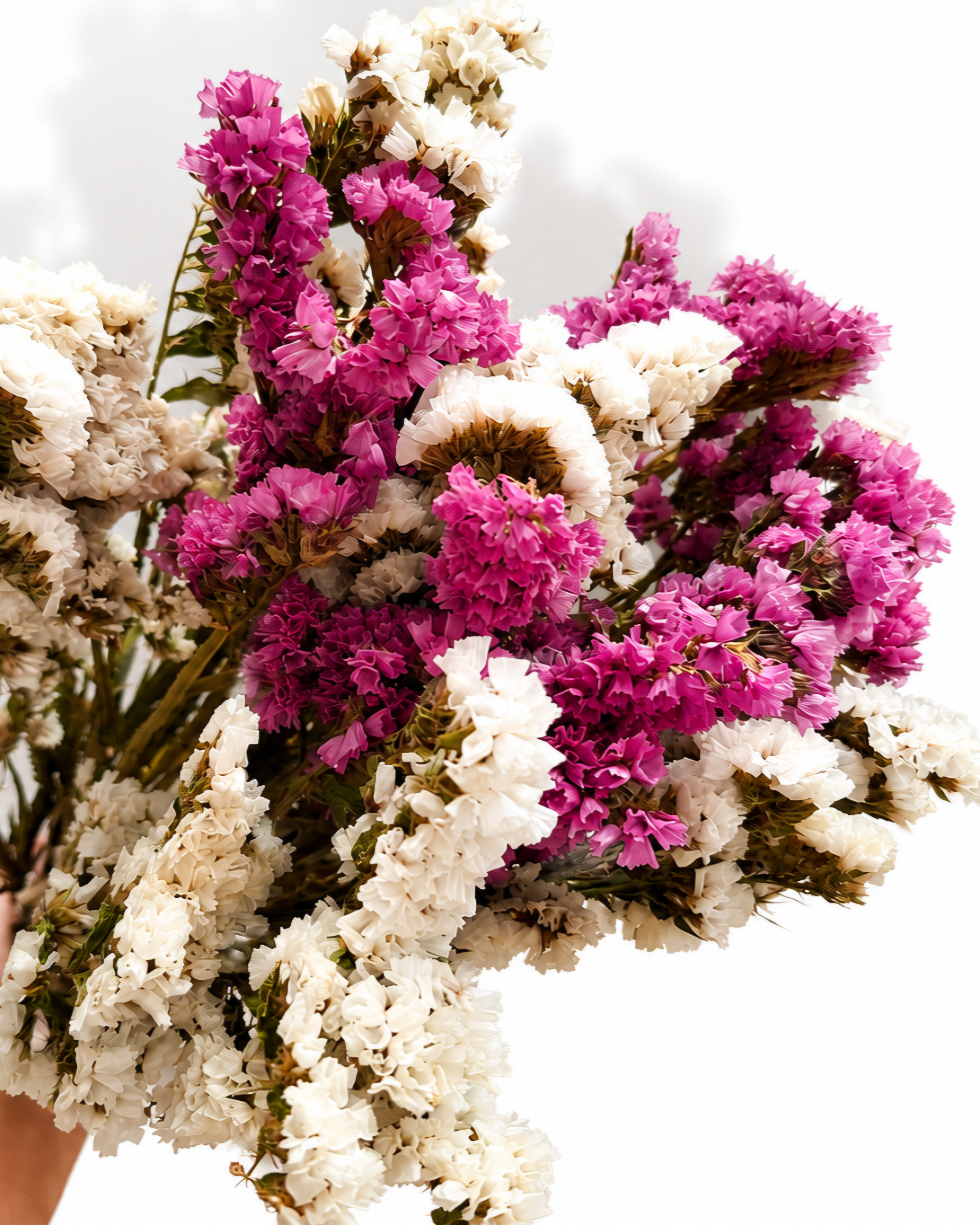 Detailed top view of dense bright pink and natural white dried Limonium blossoms.
