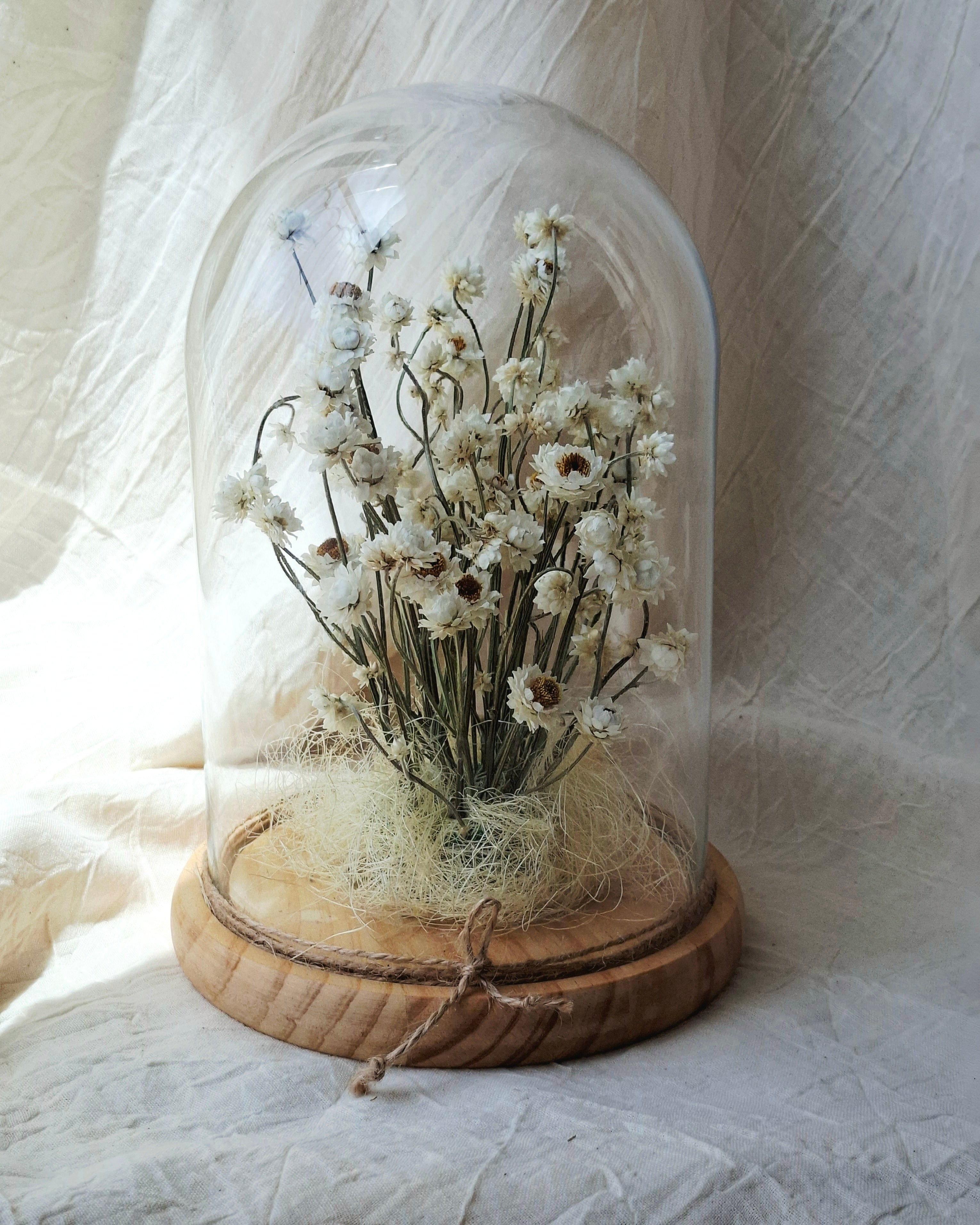 White Preserved Ammobium Under Glass Dome
