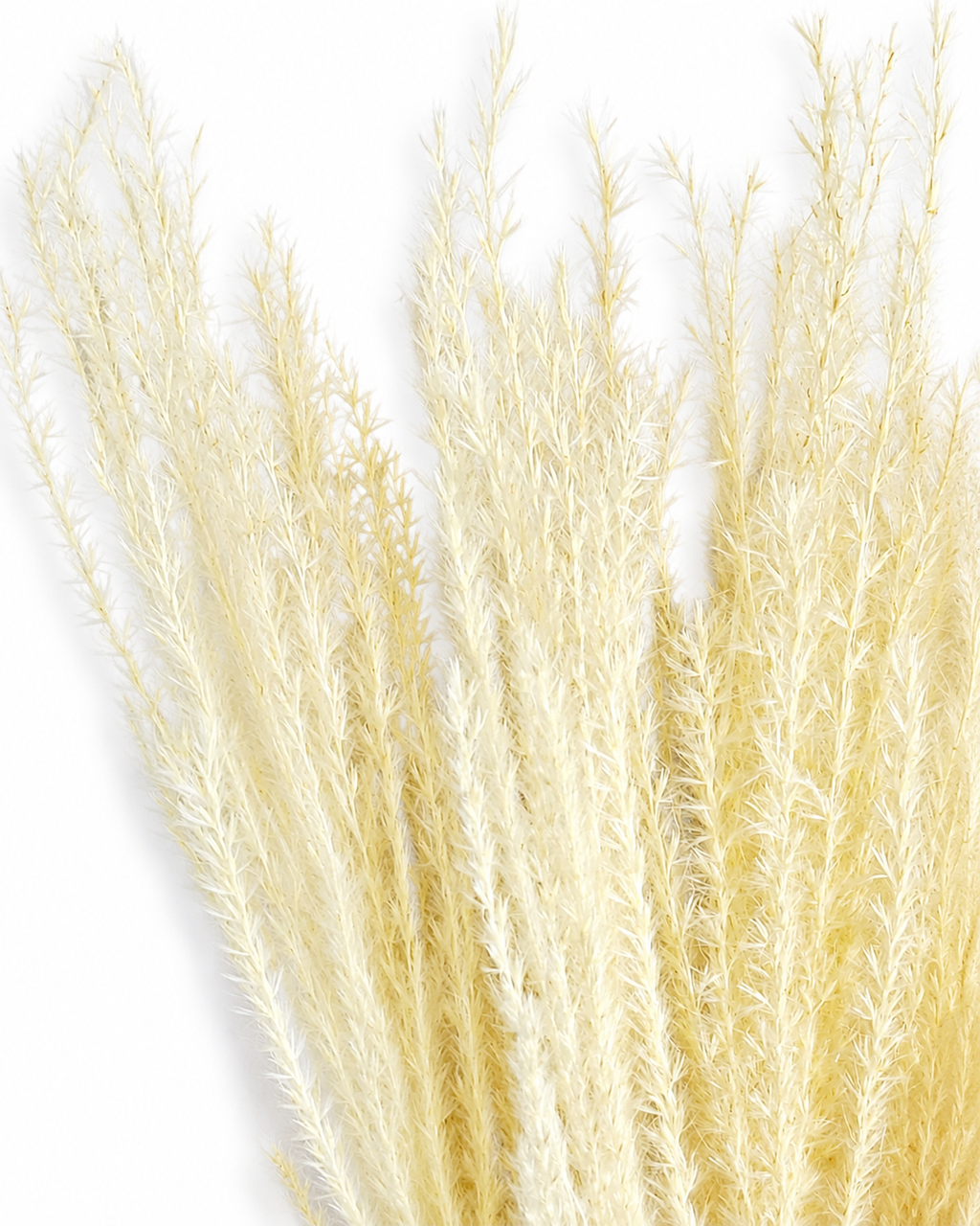 Close-up texture of soft fluffy warm cream Miscanthus grass plumes on a white background.
