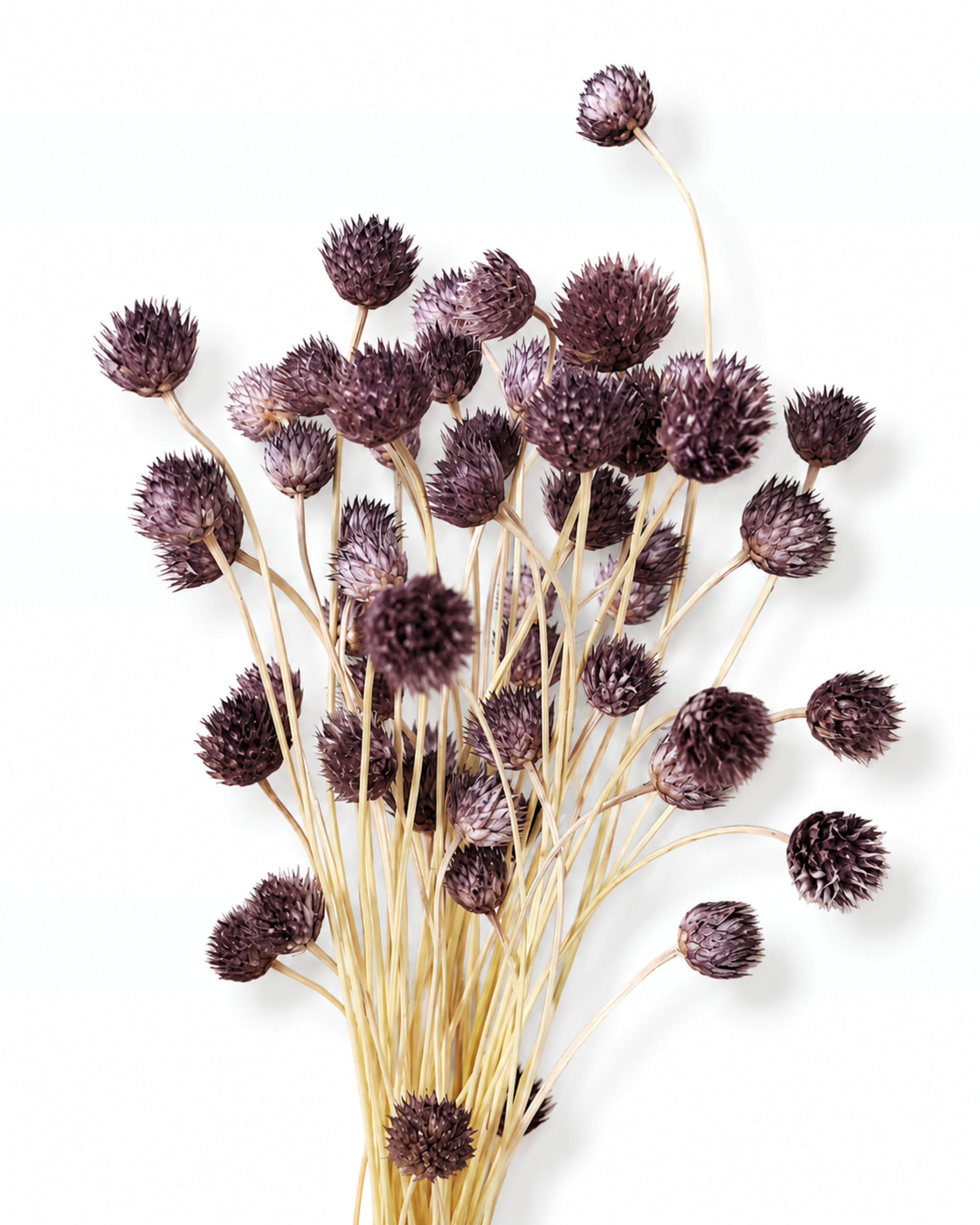 Purple Cephalaria Stems