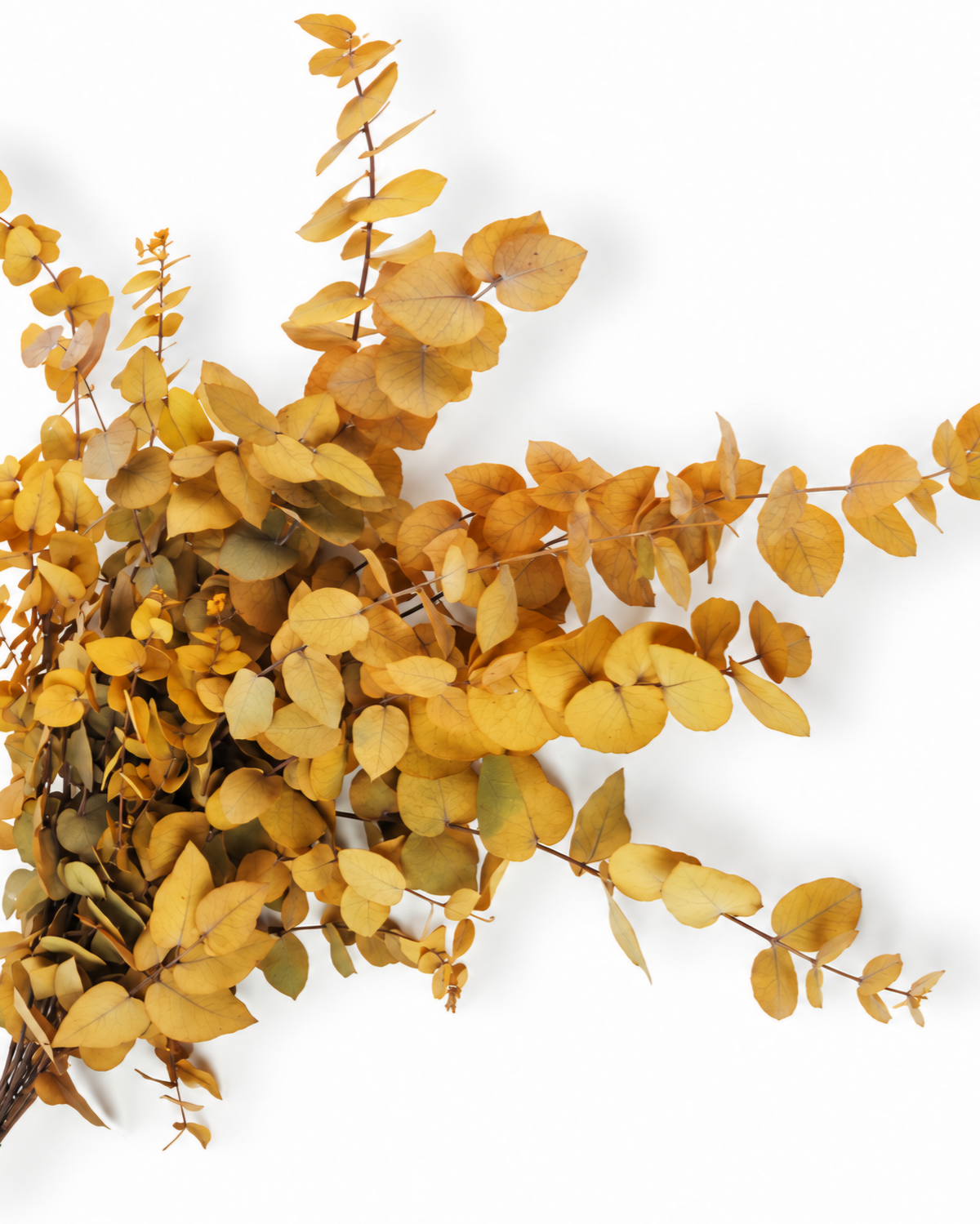 Top view of preserved ochre eucalyptus stuartiana foliage with broad soft leaves.

