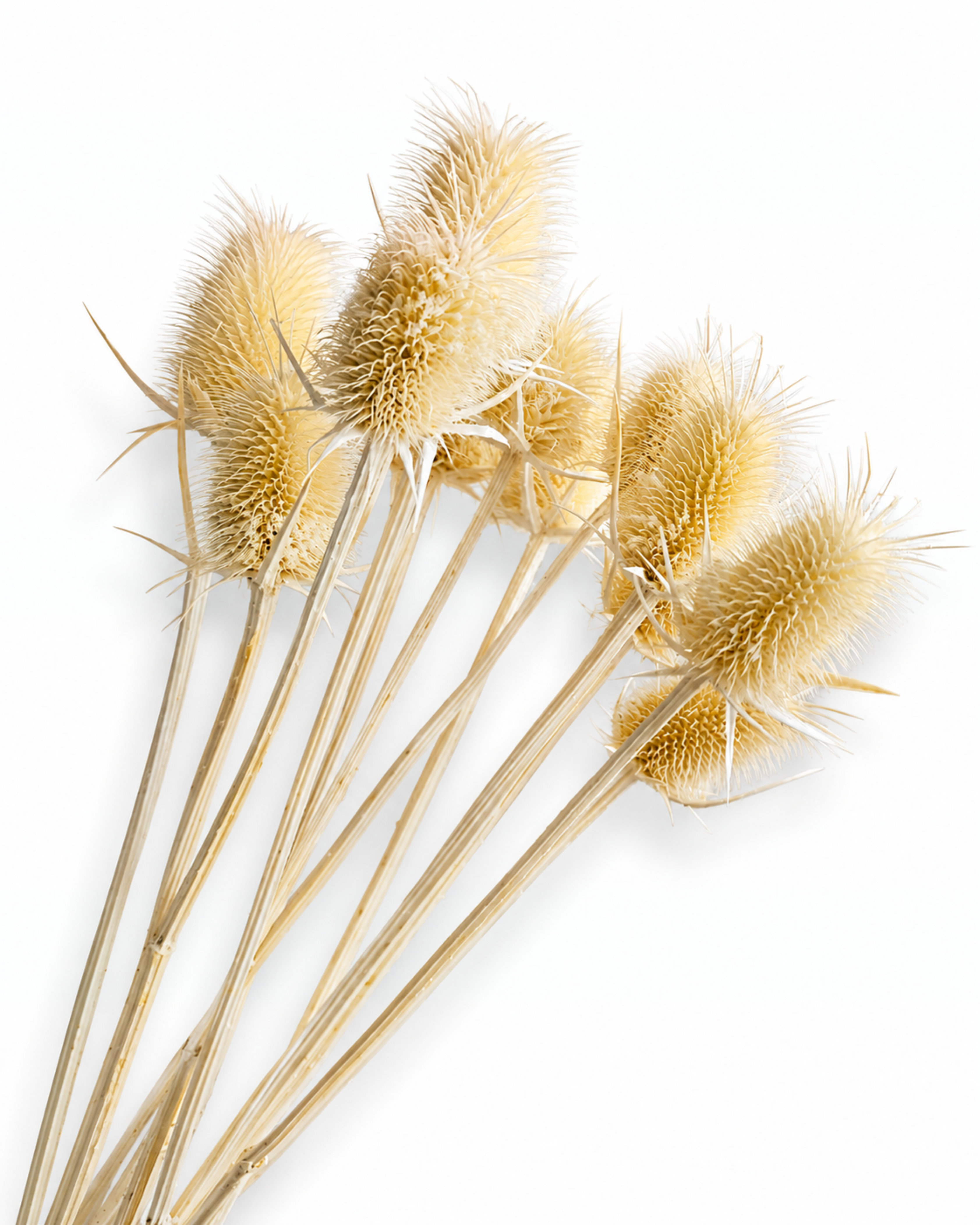 Naturally air-dried Dipsacus Fullonum thistle branches, 10 pieces pack, 50-55cm length, for rustic home decoration.
