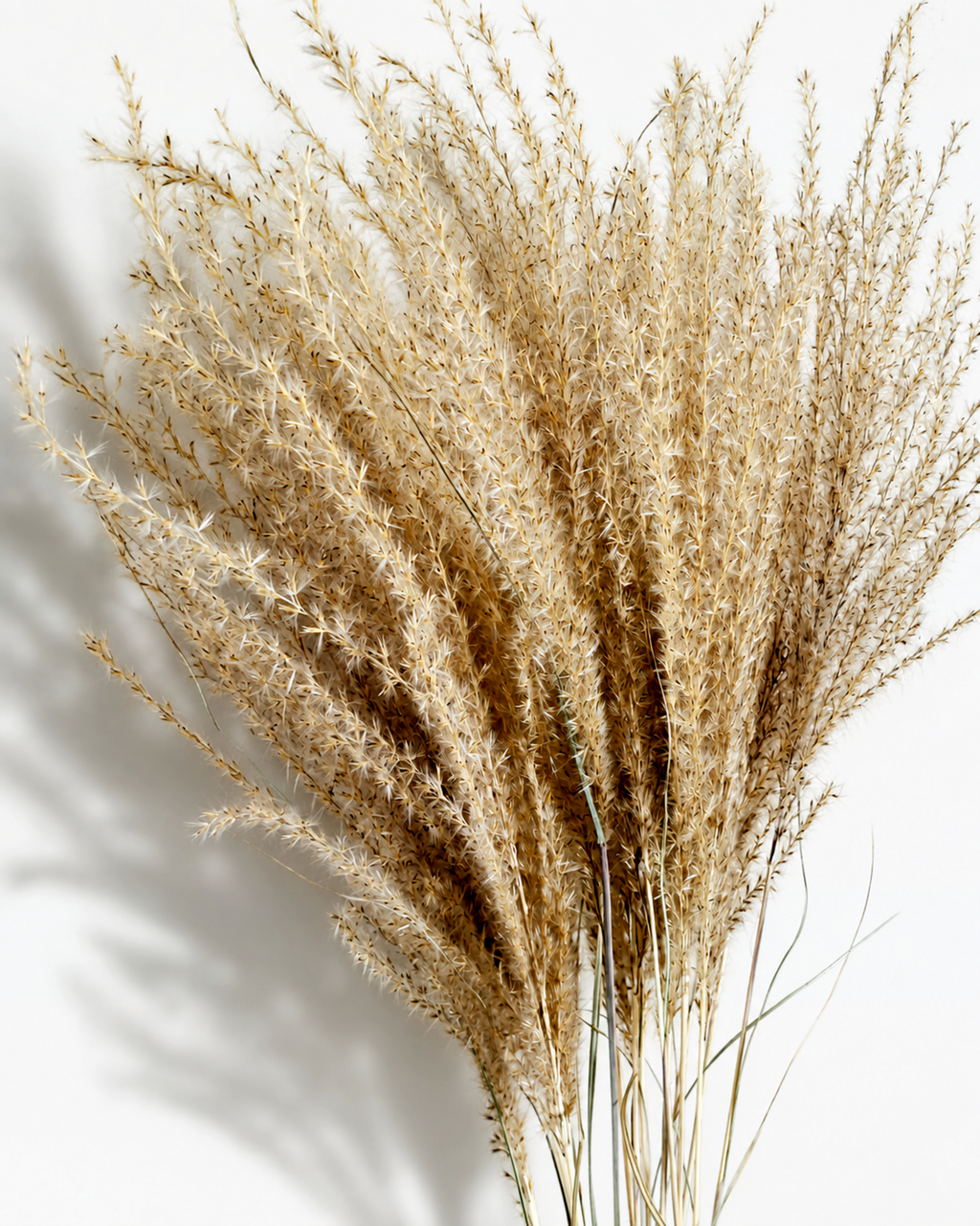 Close-up view of fluffy natural beige Miscanthus plumes showing soft feathery texture.
